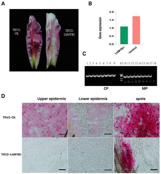 Novel R2R3-MYB Transcription Factor LhMYB1 Promotes Anthocyanin