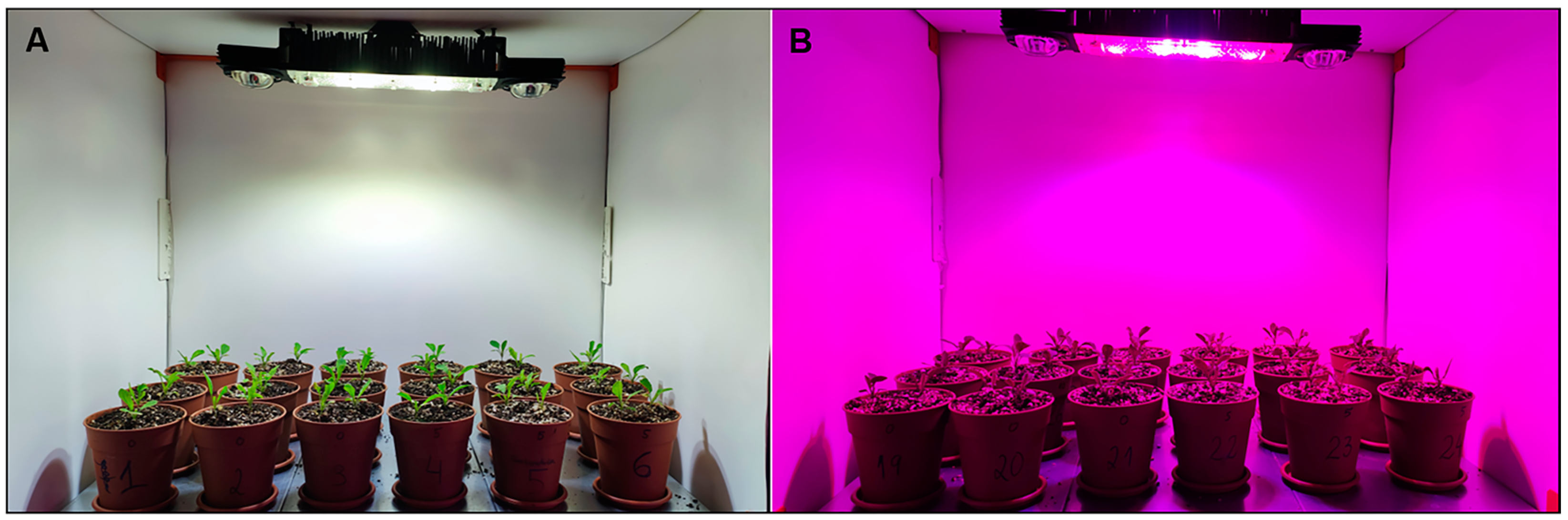 Horticulturae 10 00511 g002