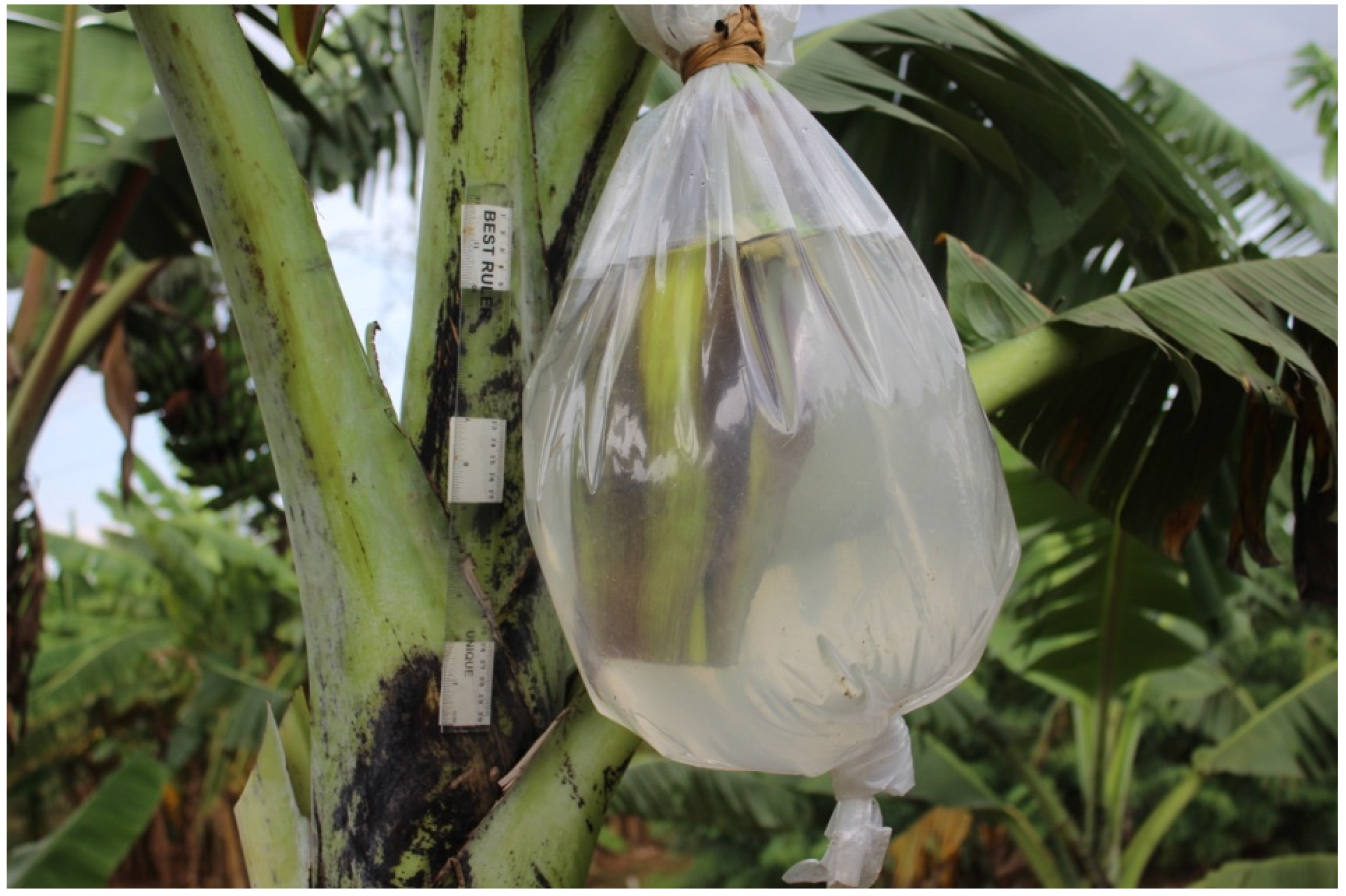 Horticulturae 10 00513 g001