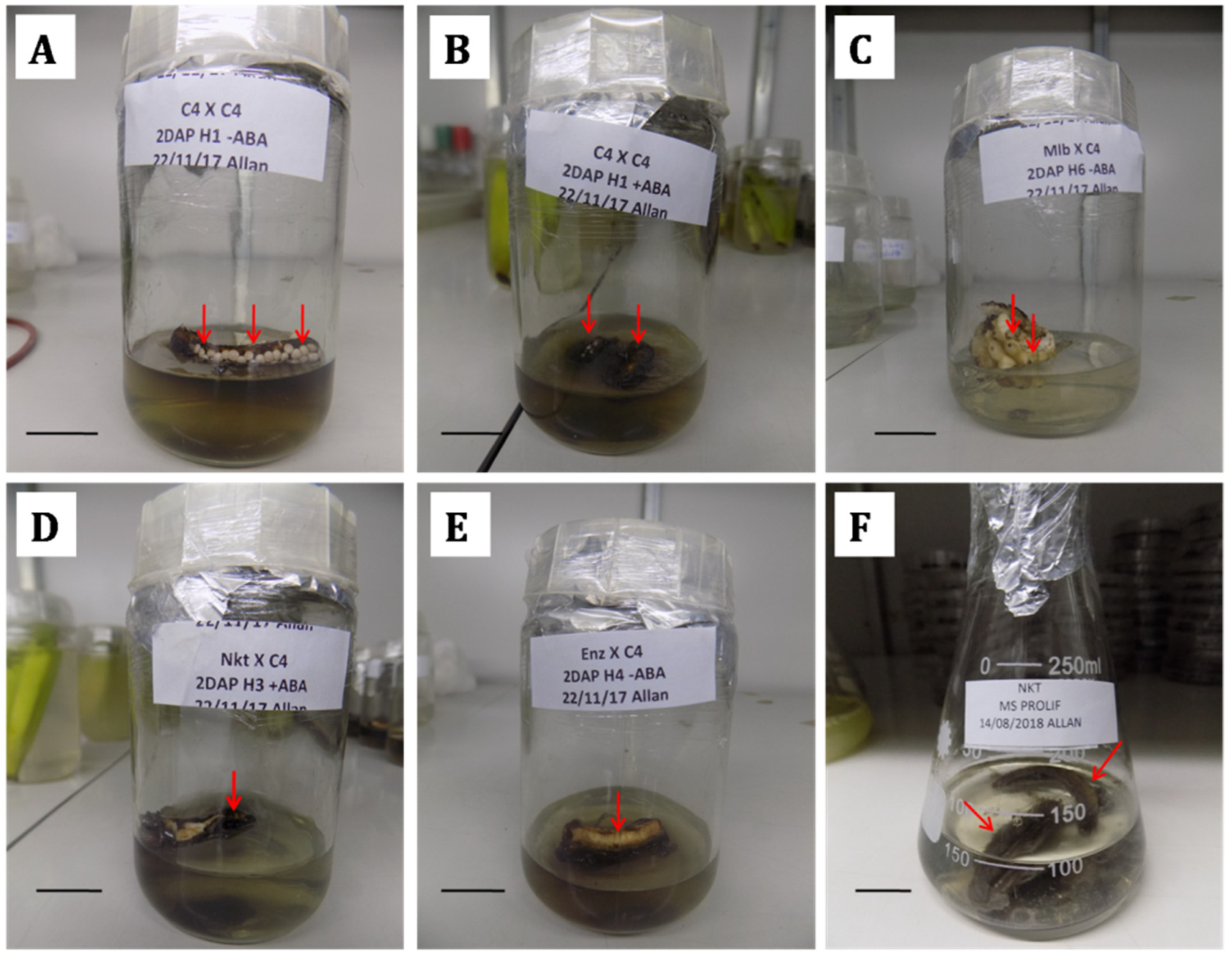 Horticulturae 10 00513 g002