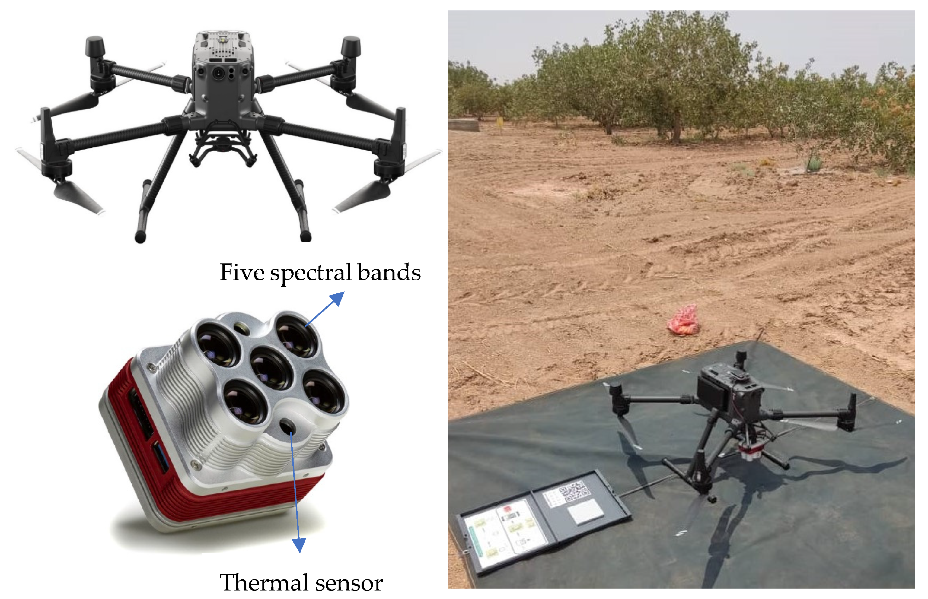 Horticulturae 10 00515 g002 Horticulturae 10 00515 g002