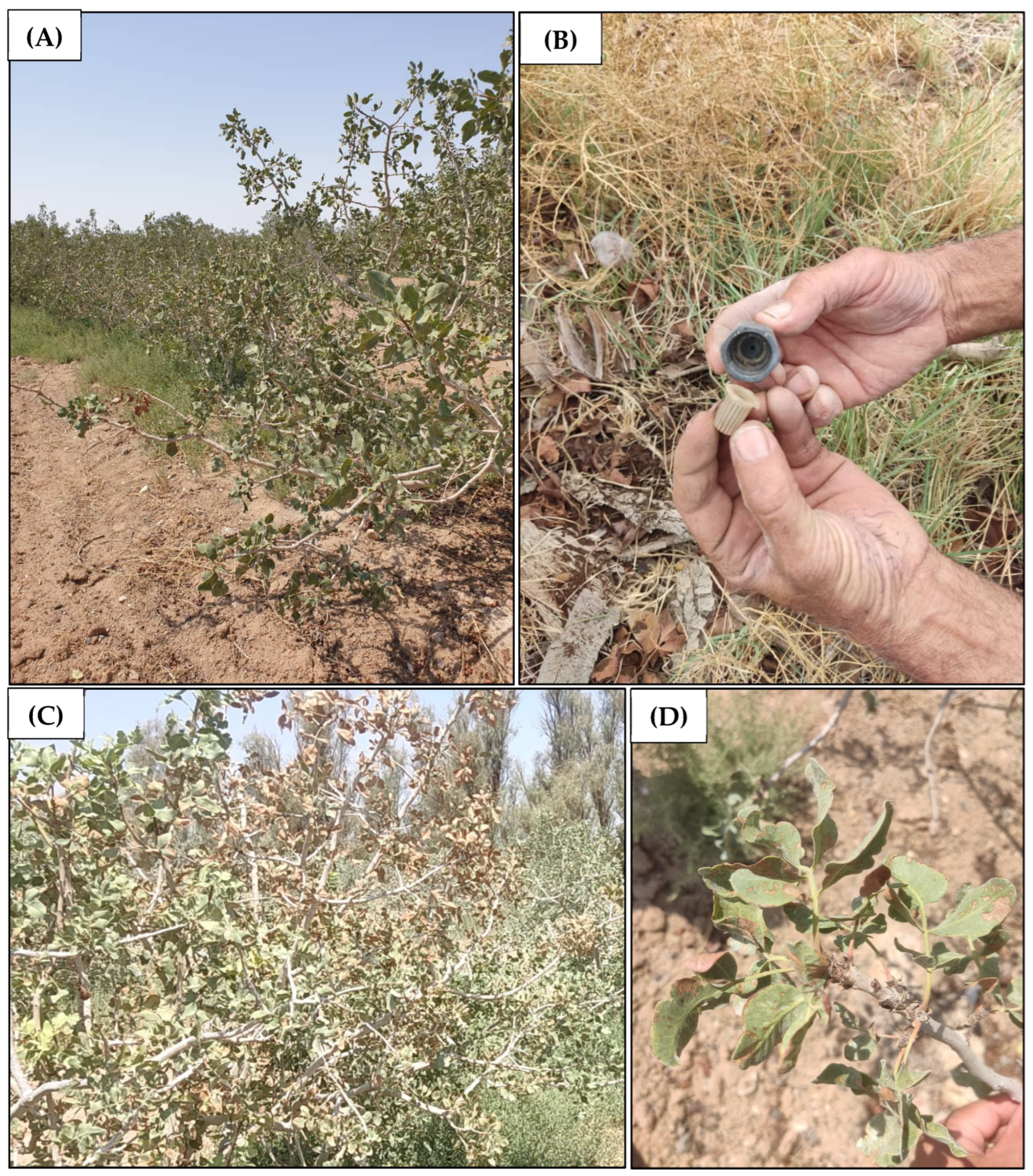 Horticulturae 10 00515 g009 Horticulturae 10 00515 g009