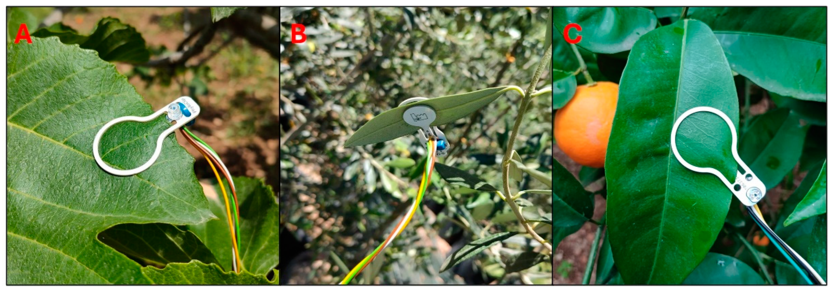 Horticulturae 10 00516 g002