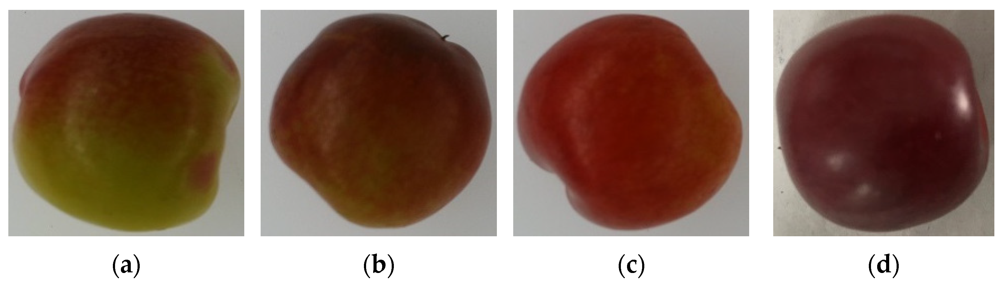 Horticulturae 10 00519 g001
