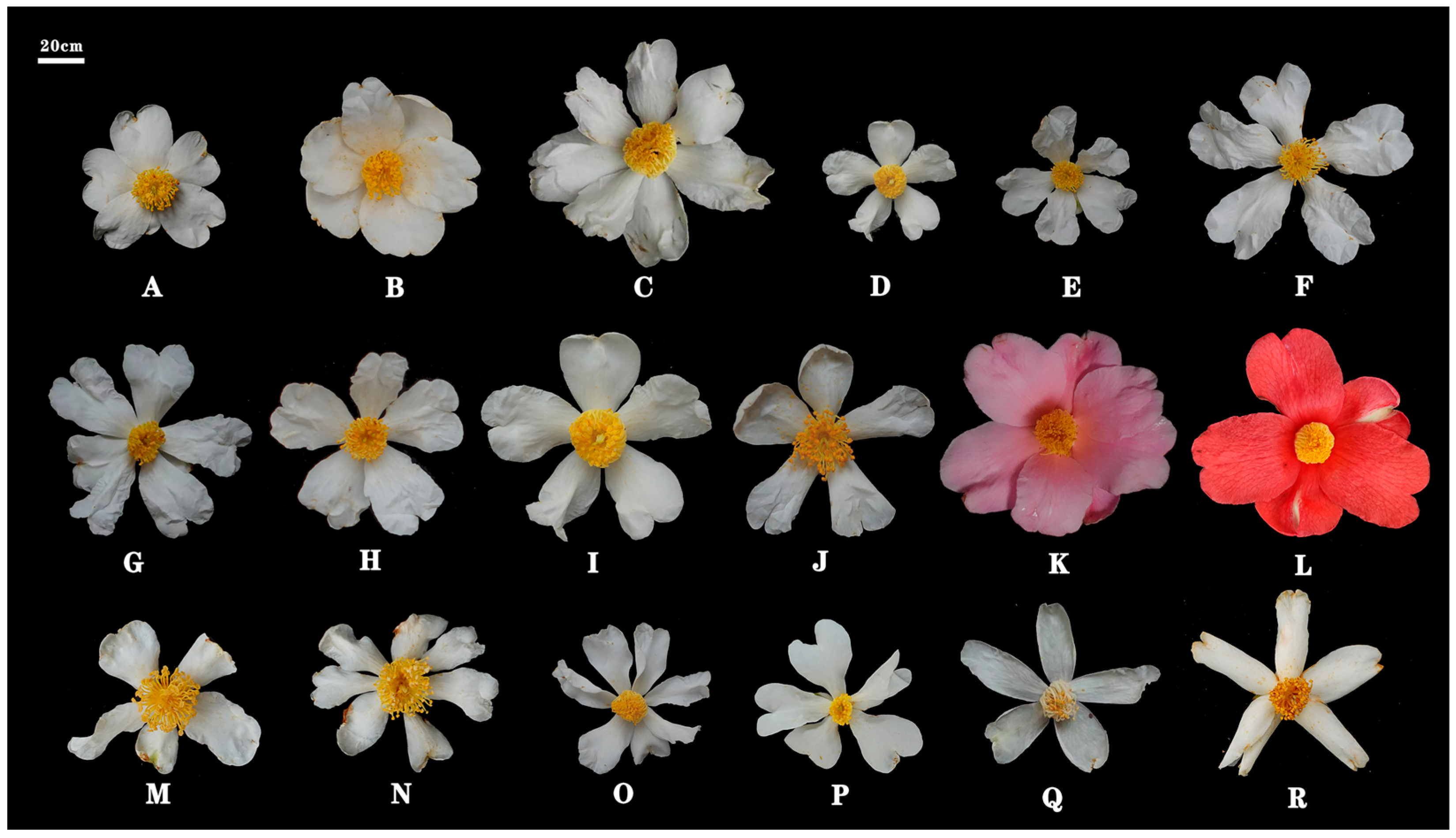 Pollen and Floral Organ Morphology of 18 Oil-Tea Genotypes