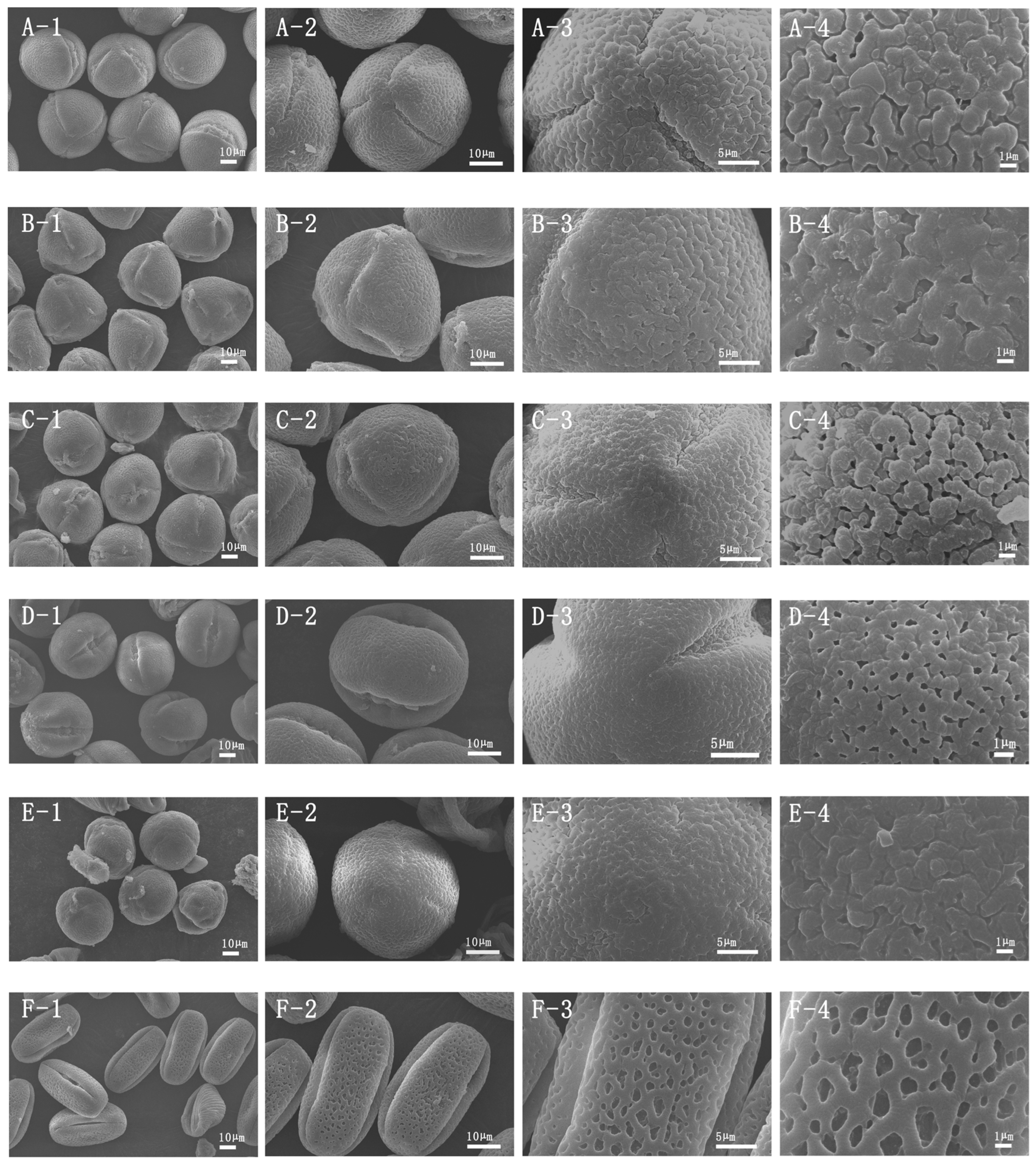 Horticulturae 10 00524 g004