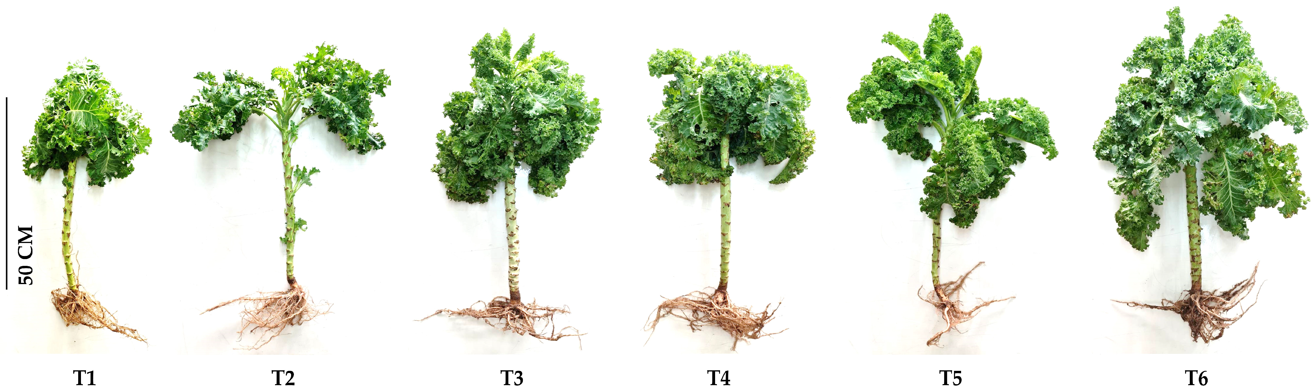 Horticulturae 10 00525 g003