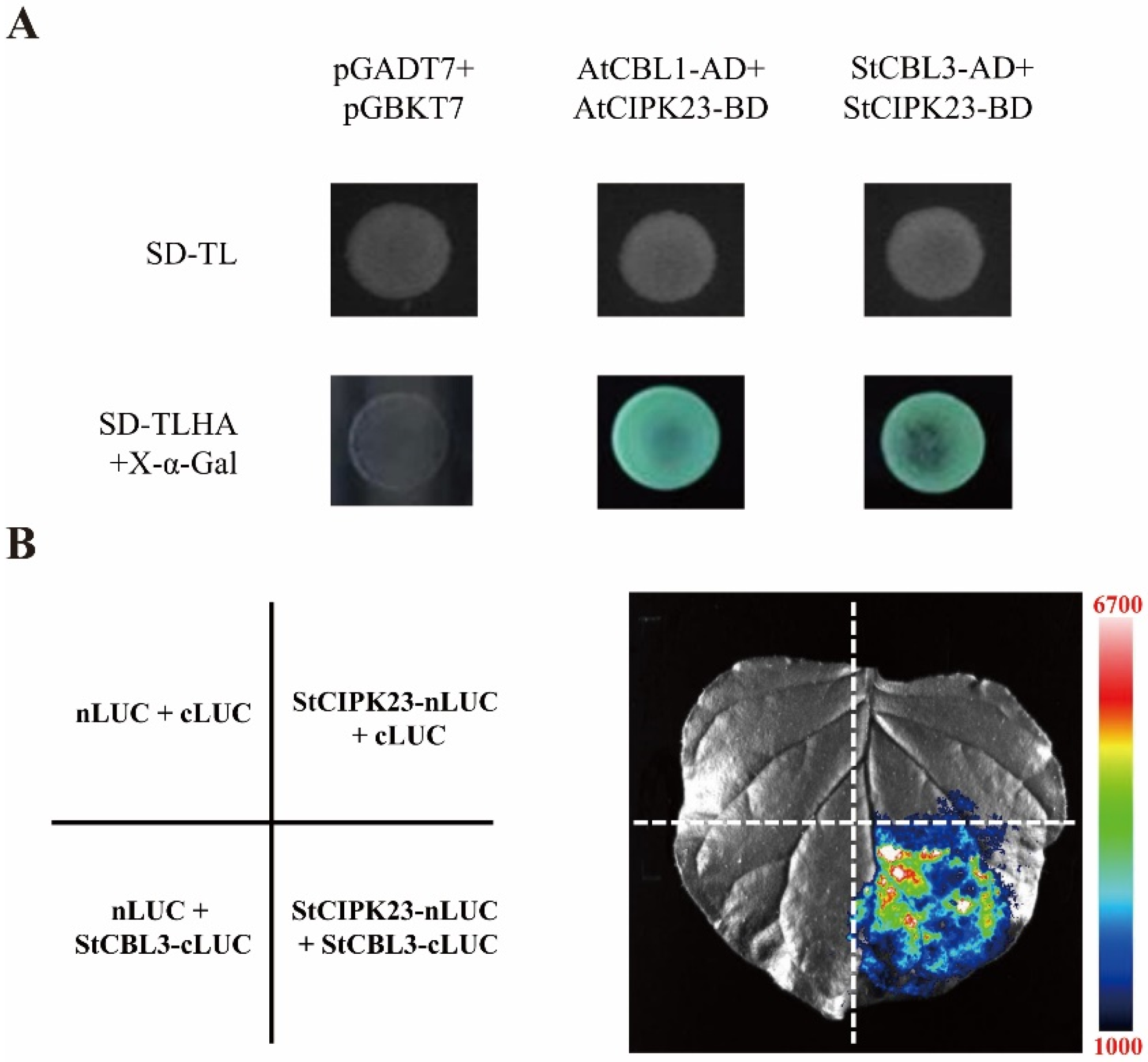 Horticulturae 10 00526 g005