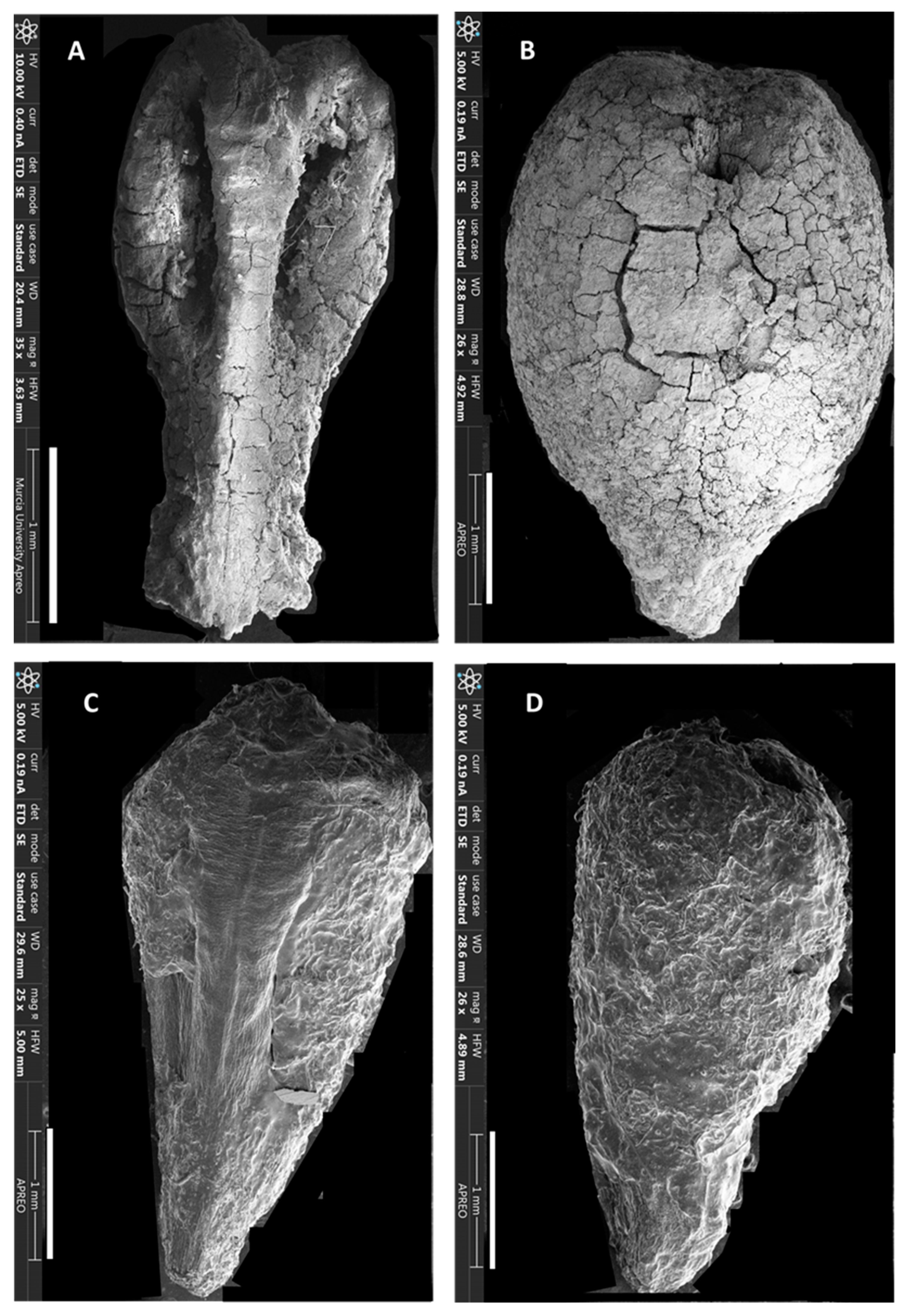 Horticulturae 10 00530 g004