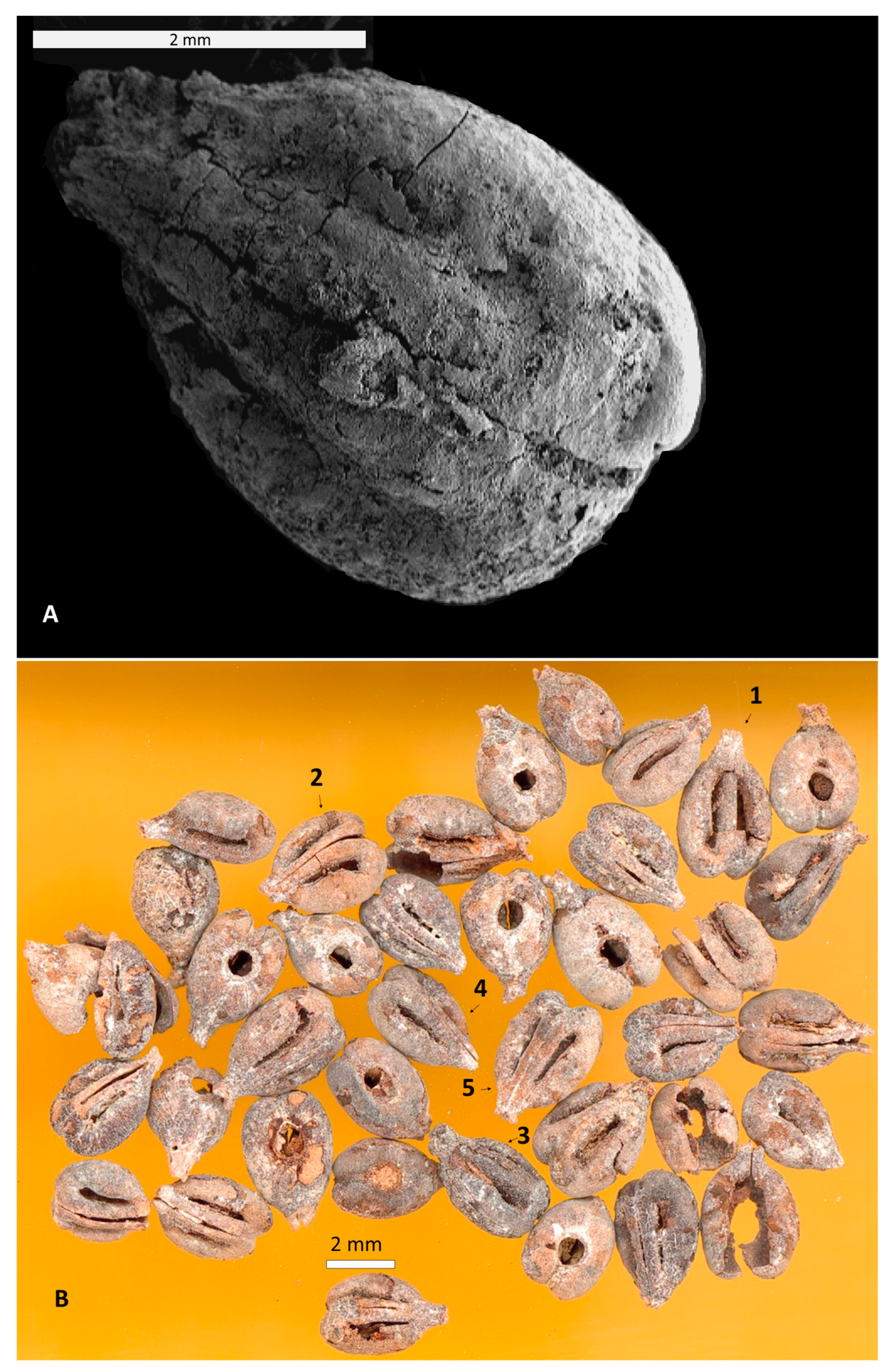 Horticulturae 10 00530 g005