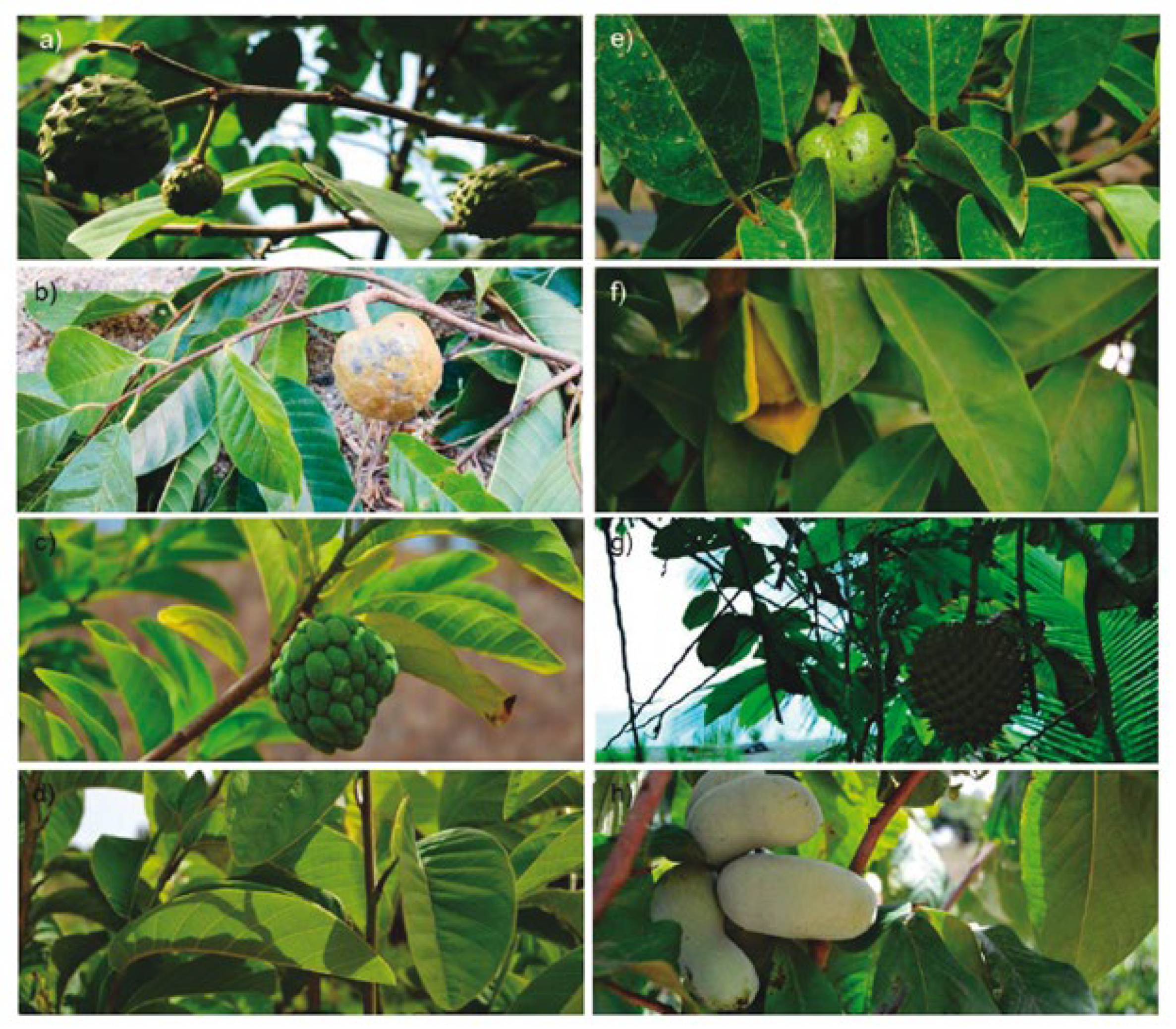 Horticulturae 10 00531 g001