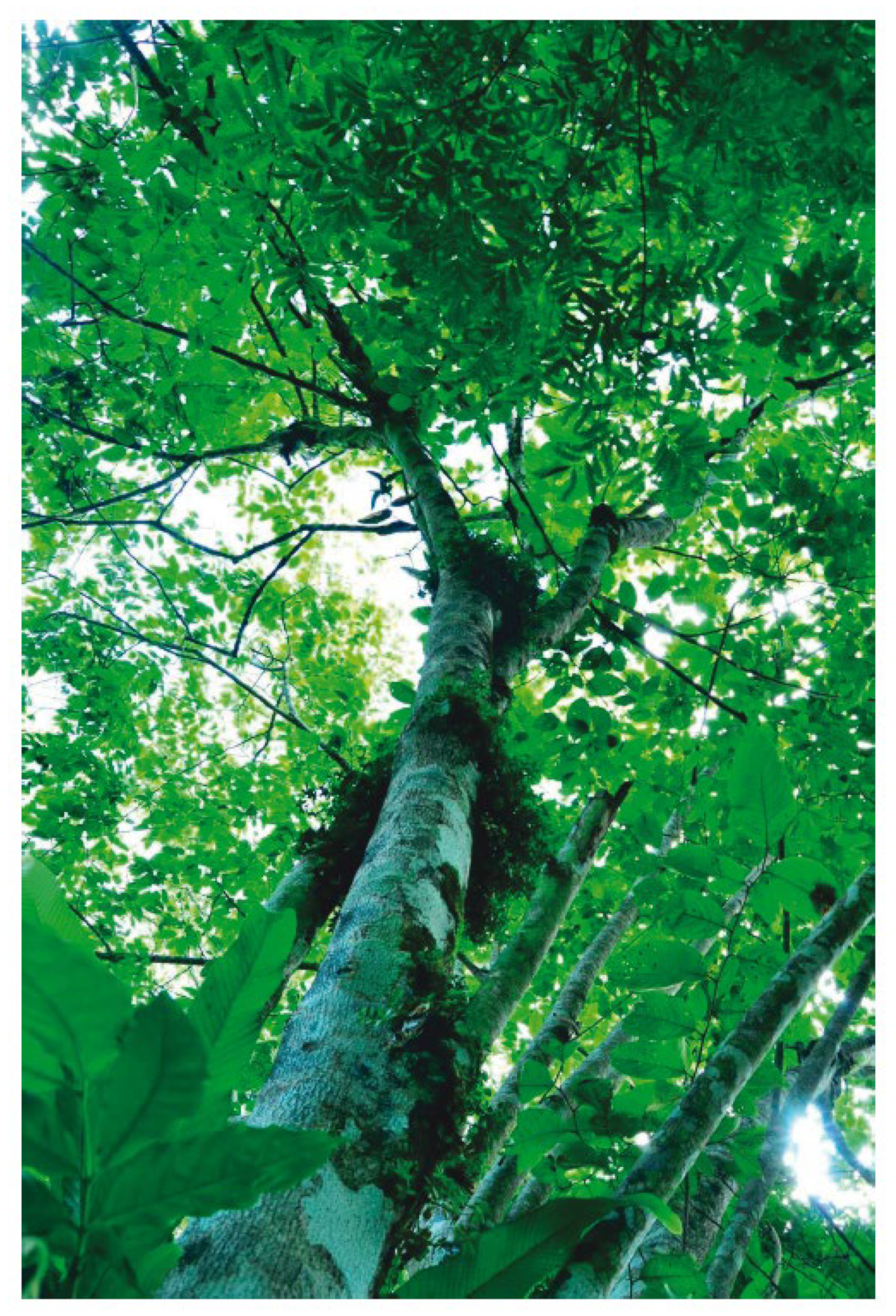 Horticulturae 10 00531 g002