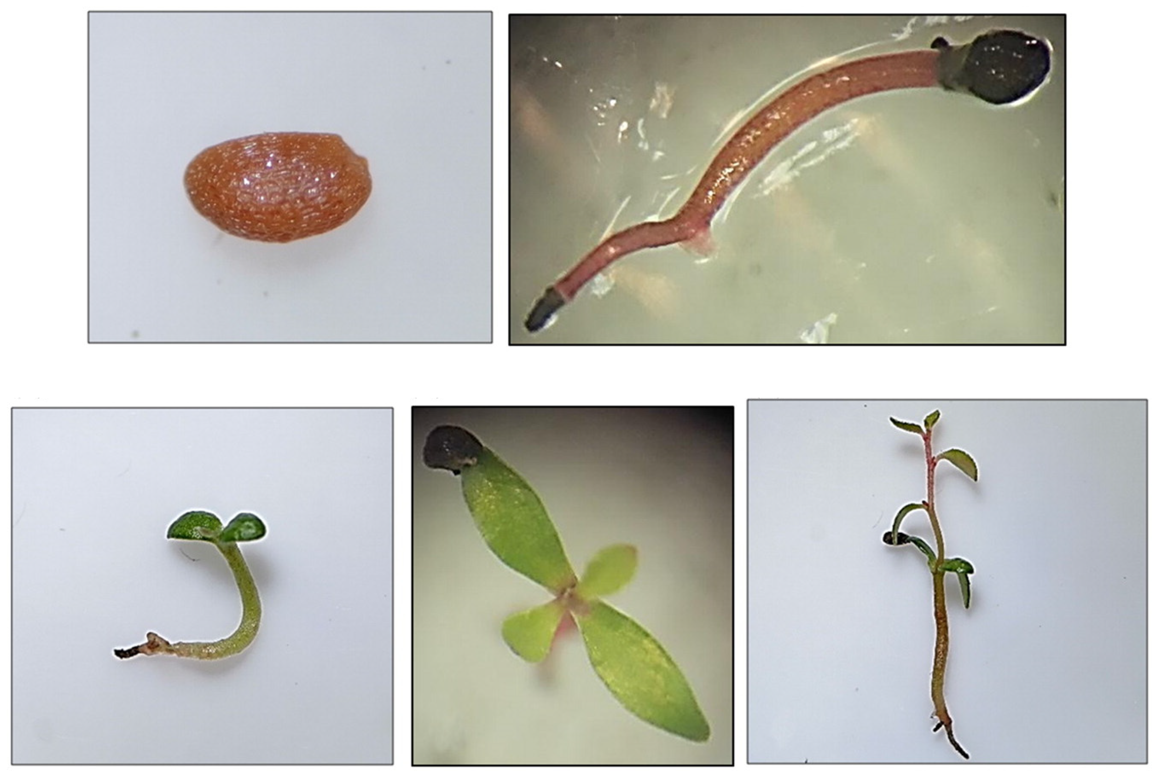 Horticulturae 10 00533 g001