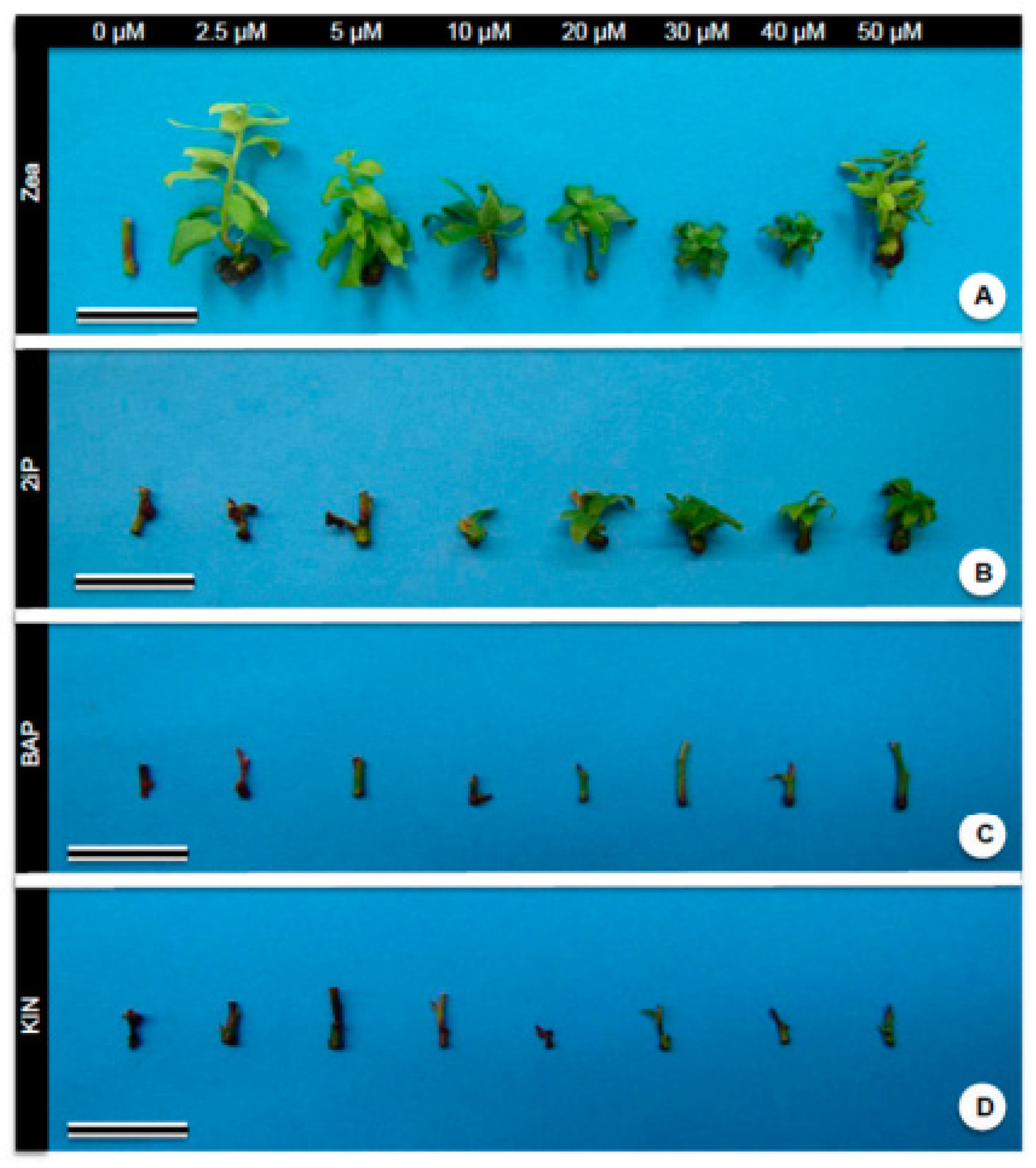 Horticulturae 10 00533 g004
