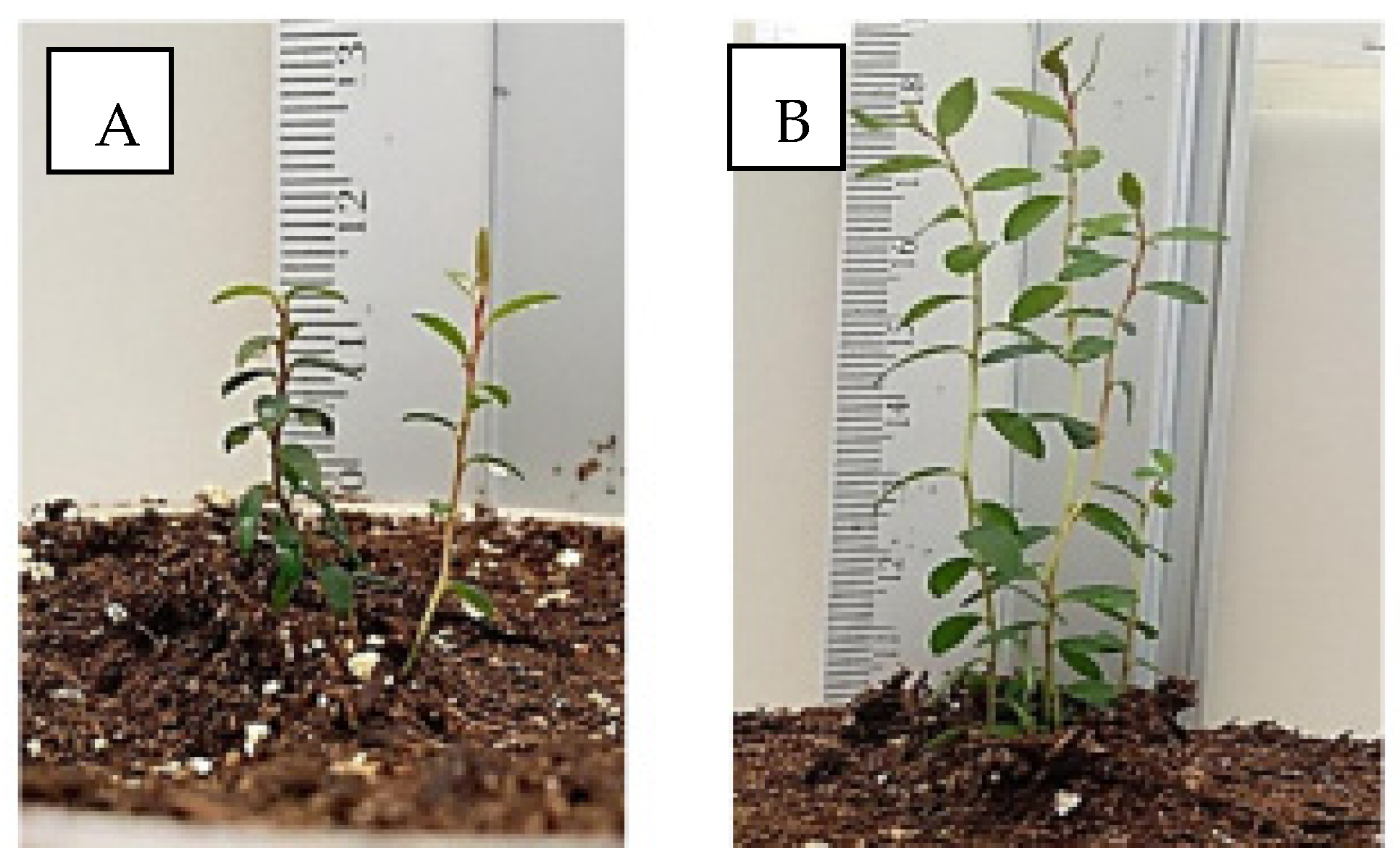 Horticulturae 10 00533 g005