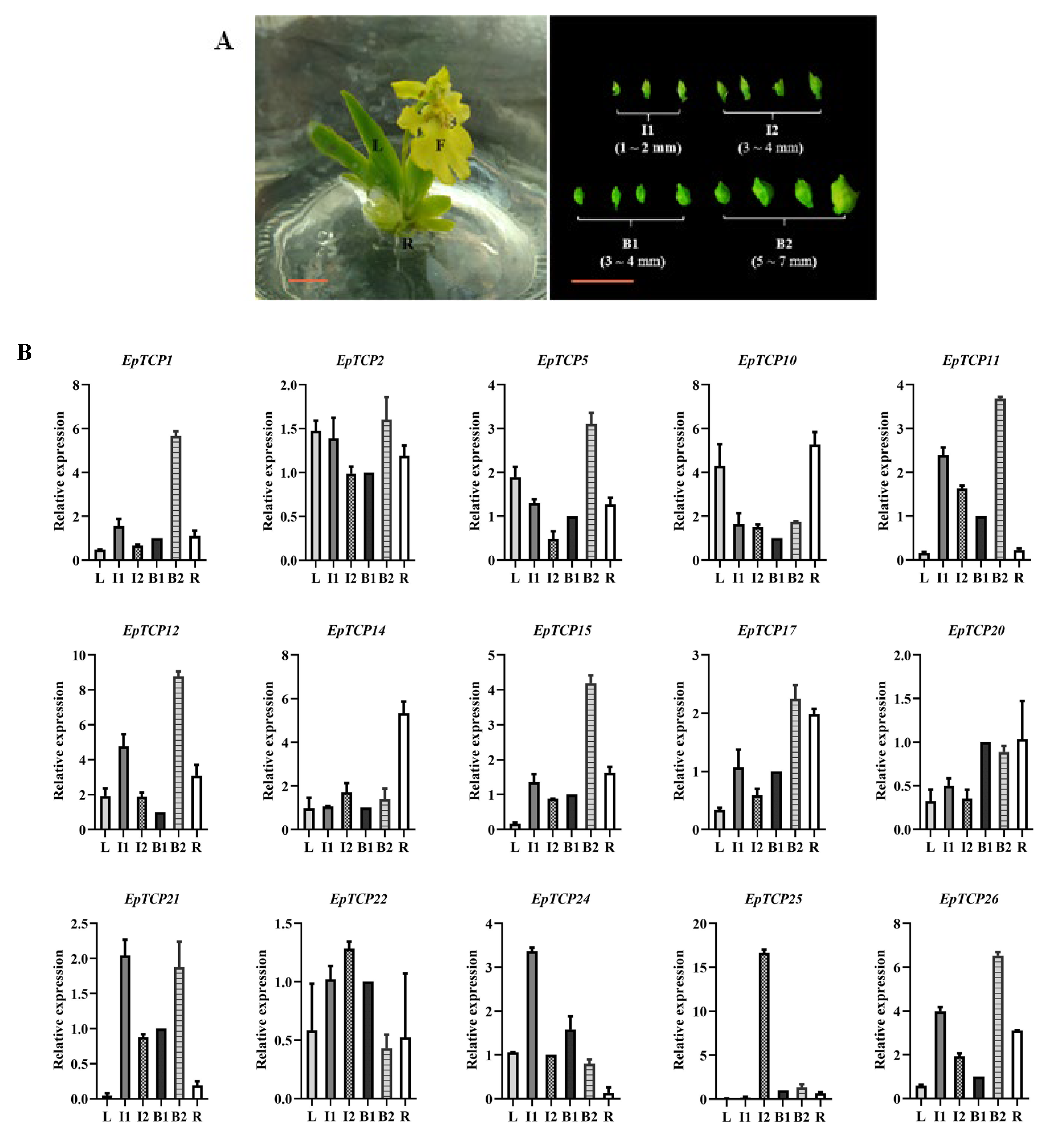 Horticulturae 10 00534 g002