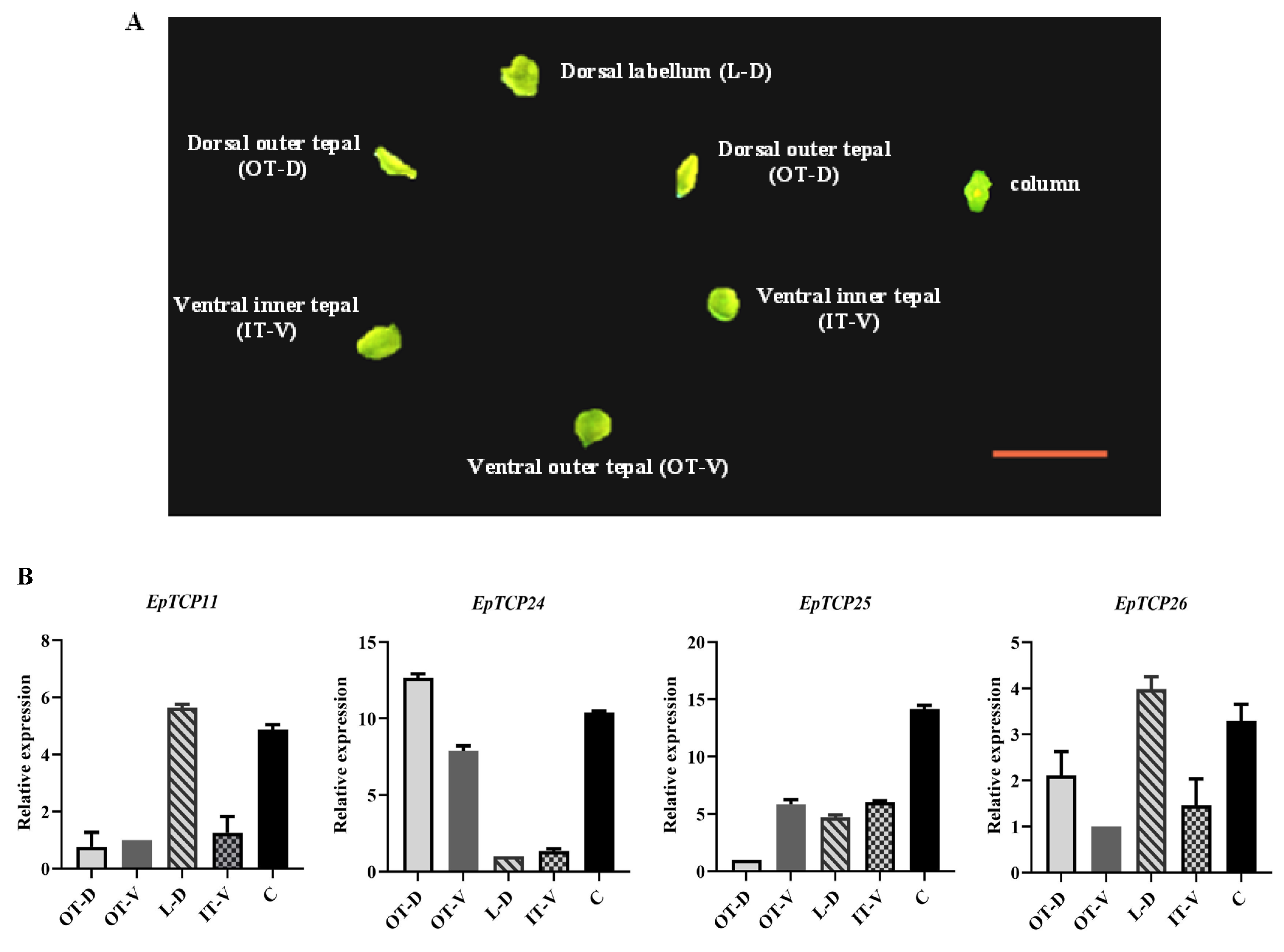 Horticulturae 10 00534 g003