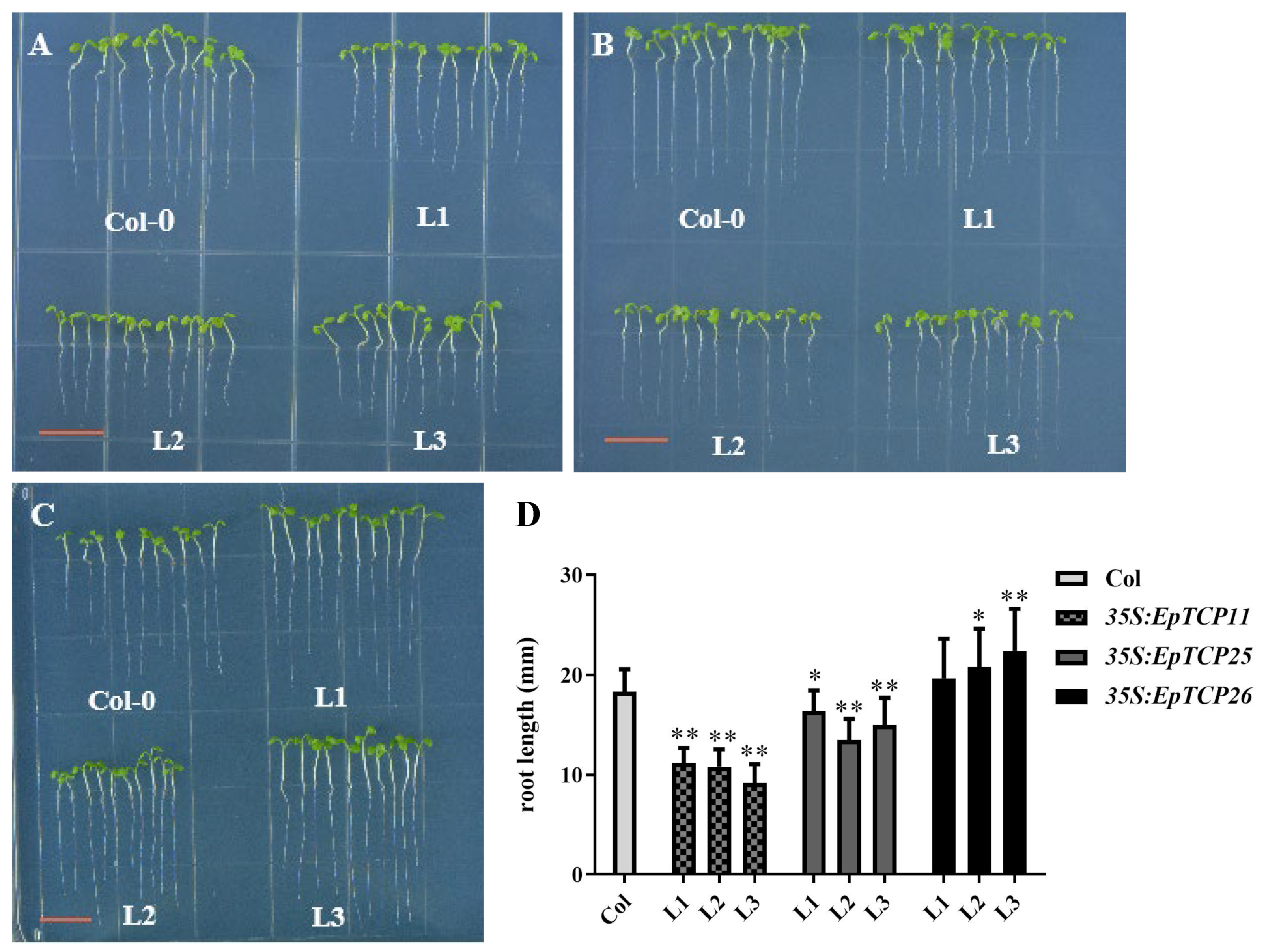 Horticulturae 10 00534 g004