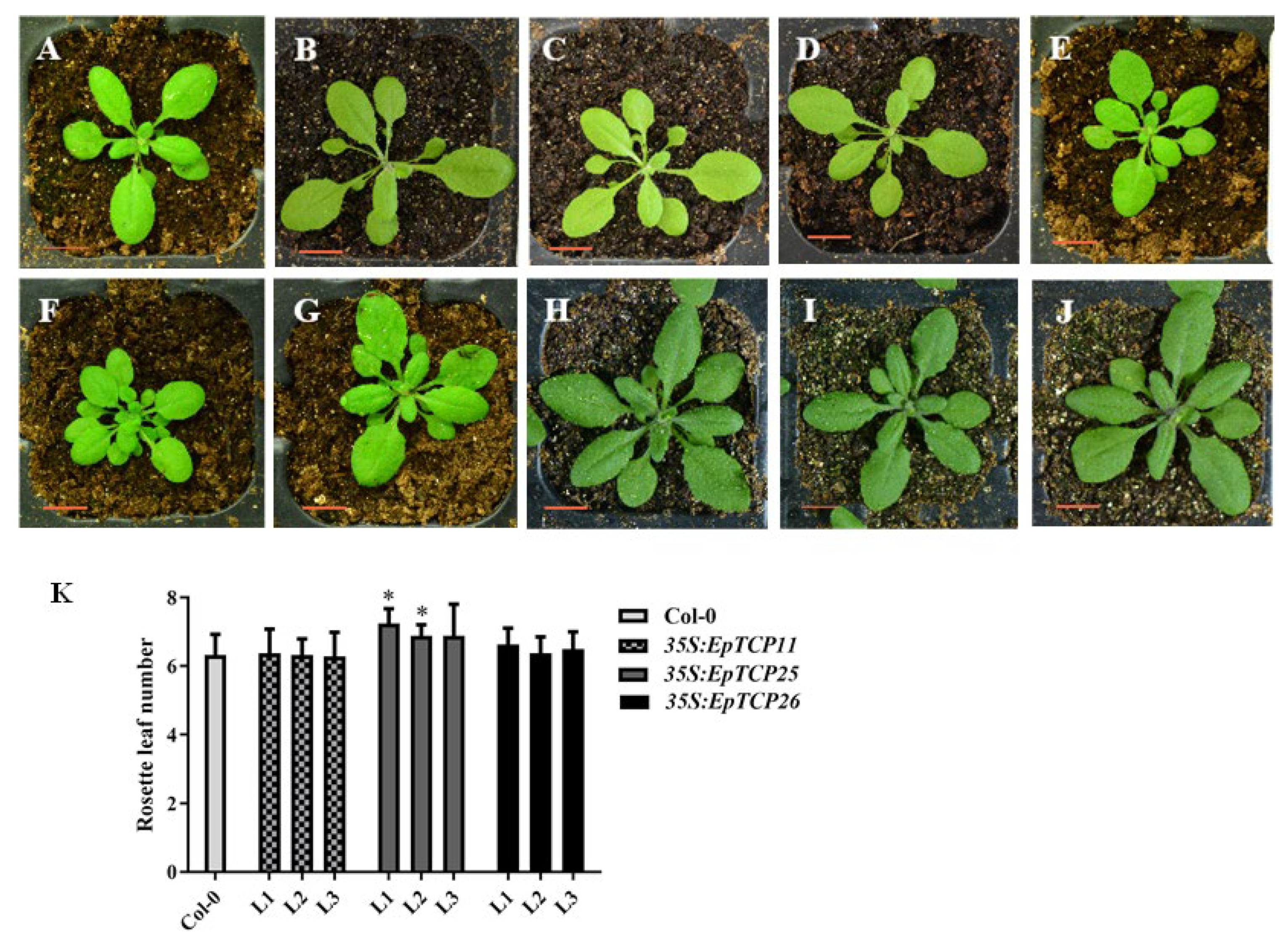 Horticulturae 10 00534 g005