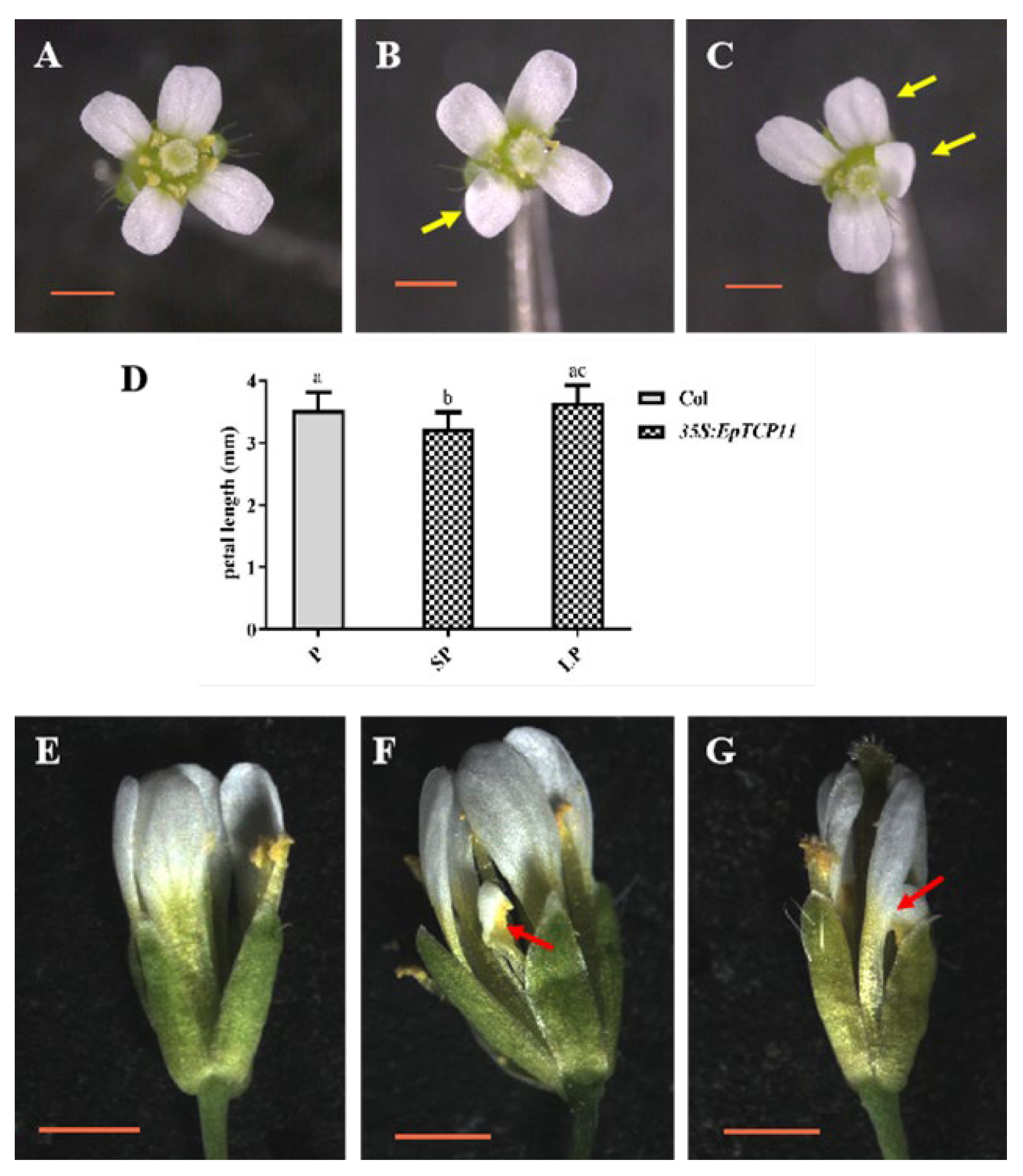 Horticulturae 10 00534 g006