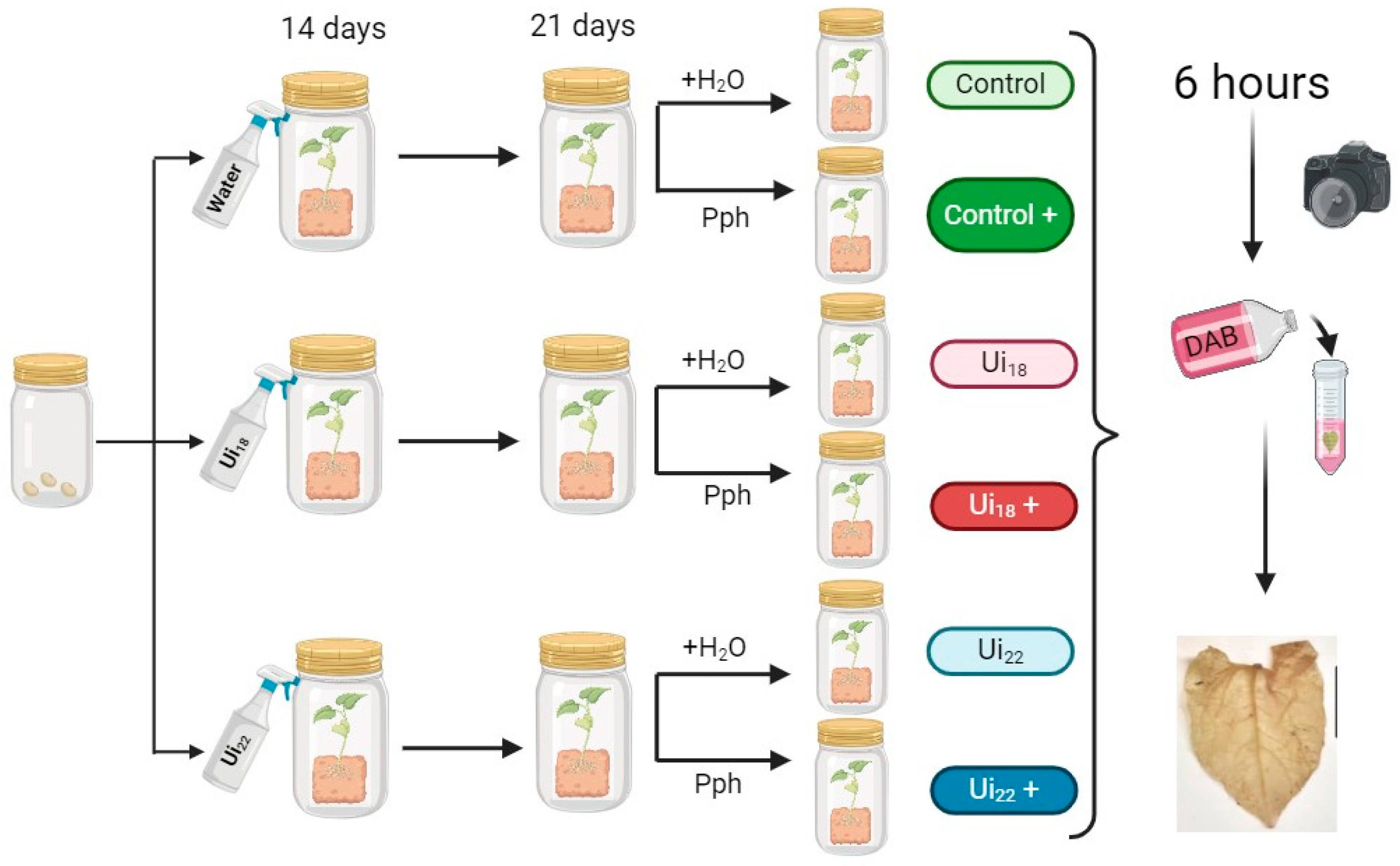 Horticulturae 10 00536 g001