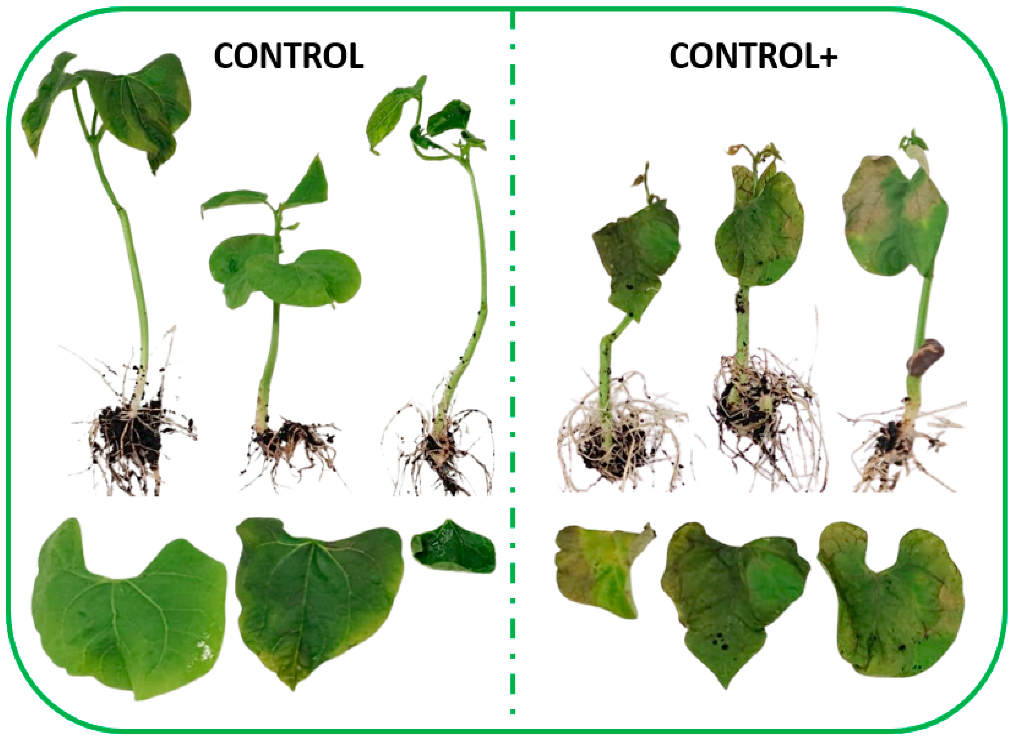 Horticulturae 10 00536 g004a