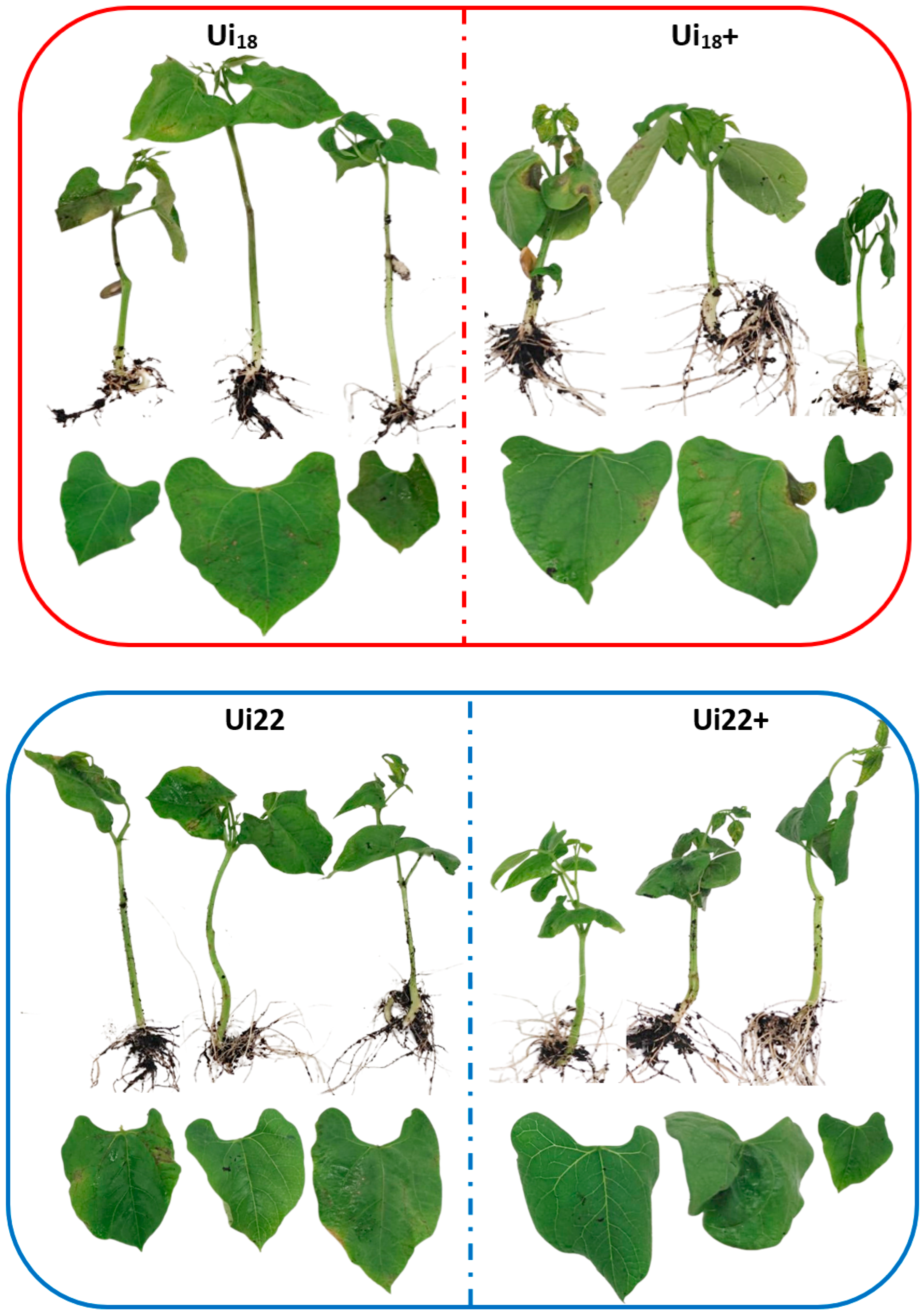 Horticulturae 10 00536 g004b