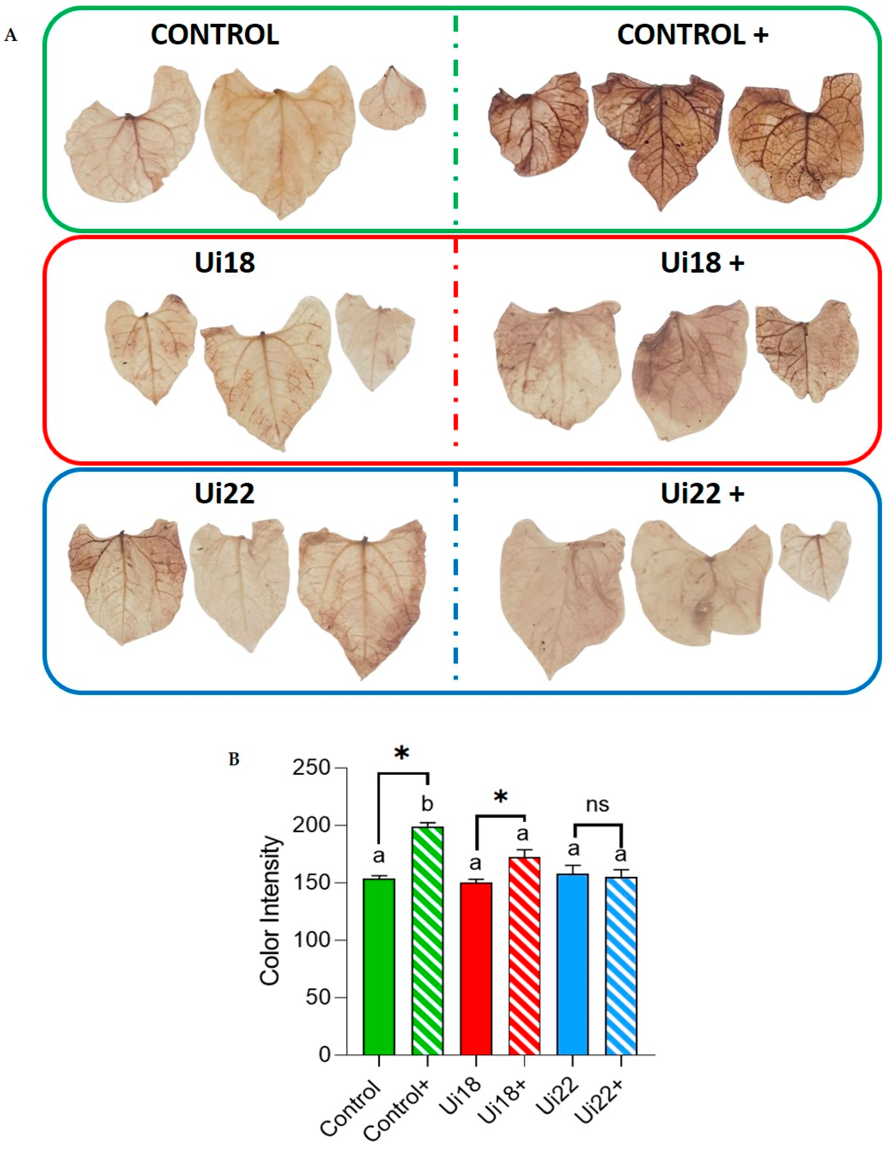 Horticulturae 10 00536 g005