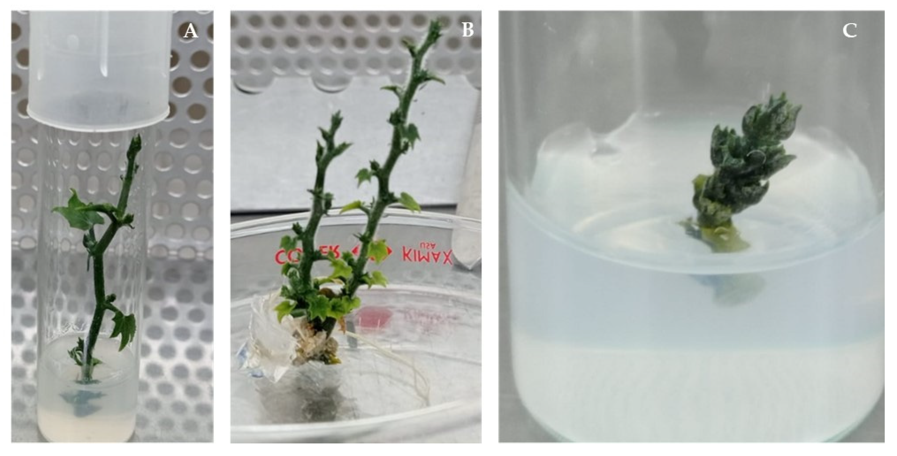 Horticulturae 10 00537 g003