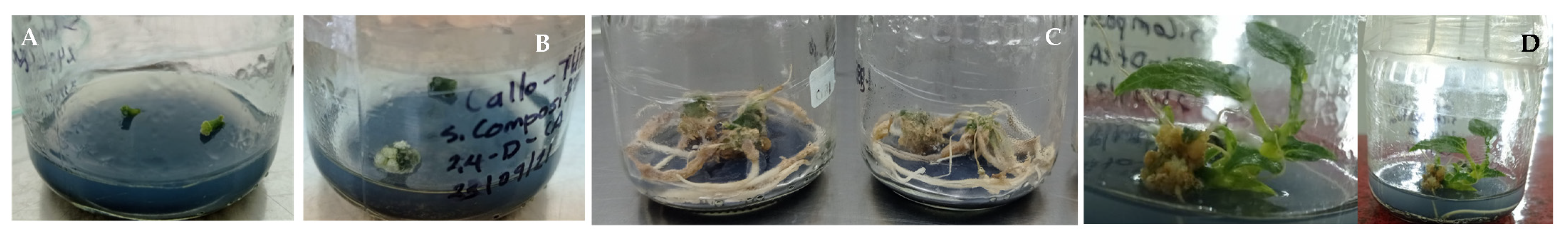 Horticulturae 10 00537 g005