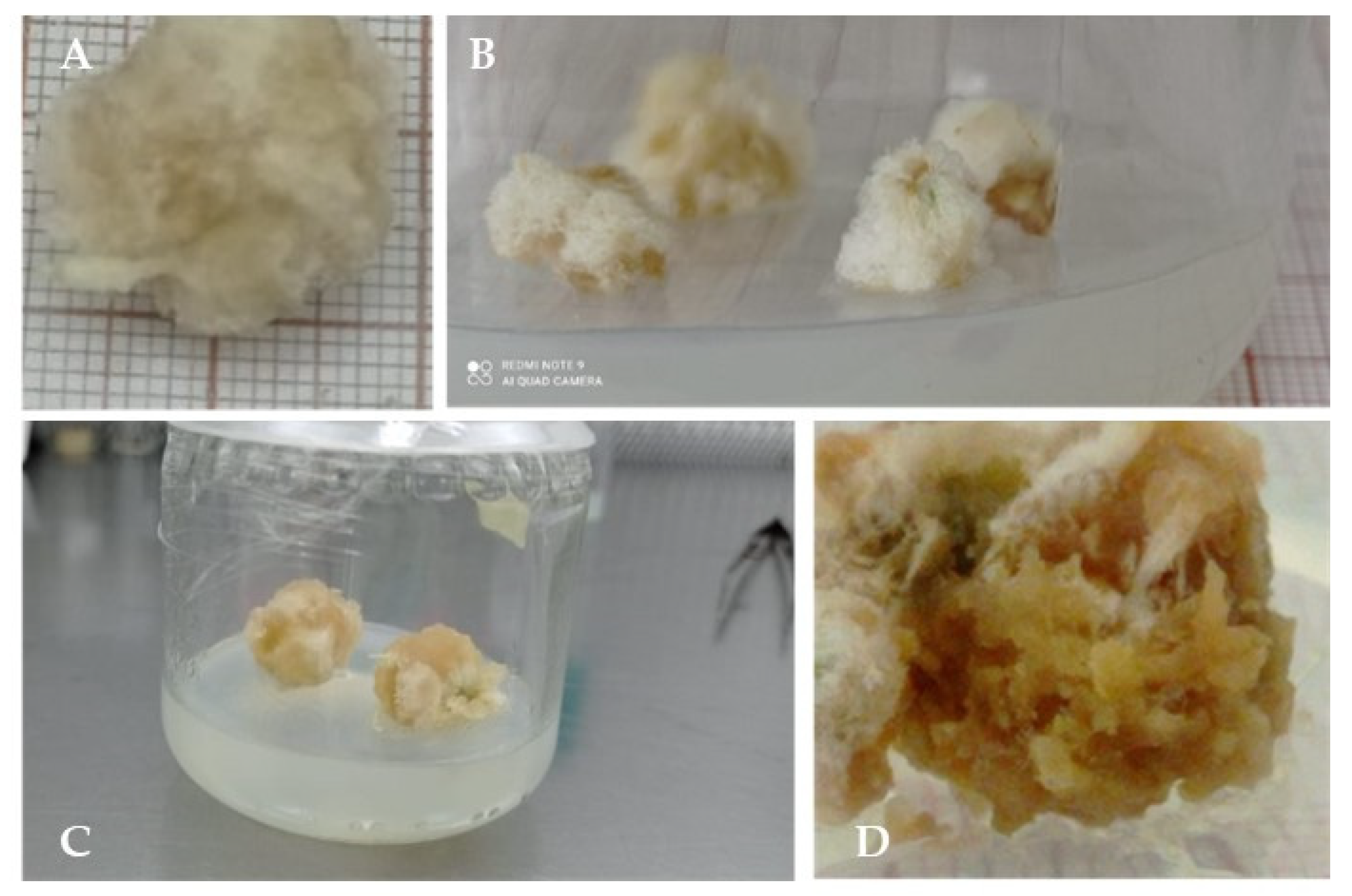 Horticulturae 10 00537 g006