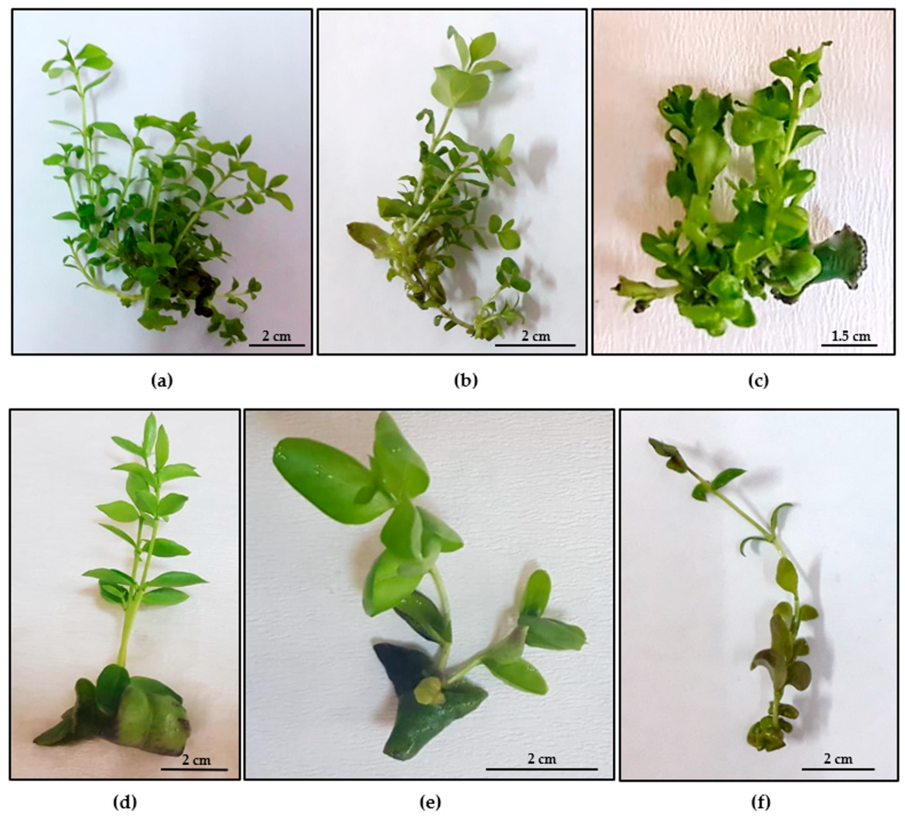 Horticulturae 10 00542 g002