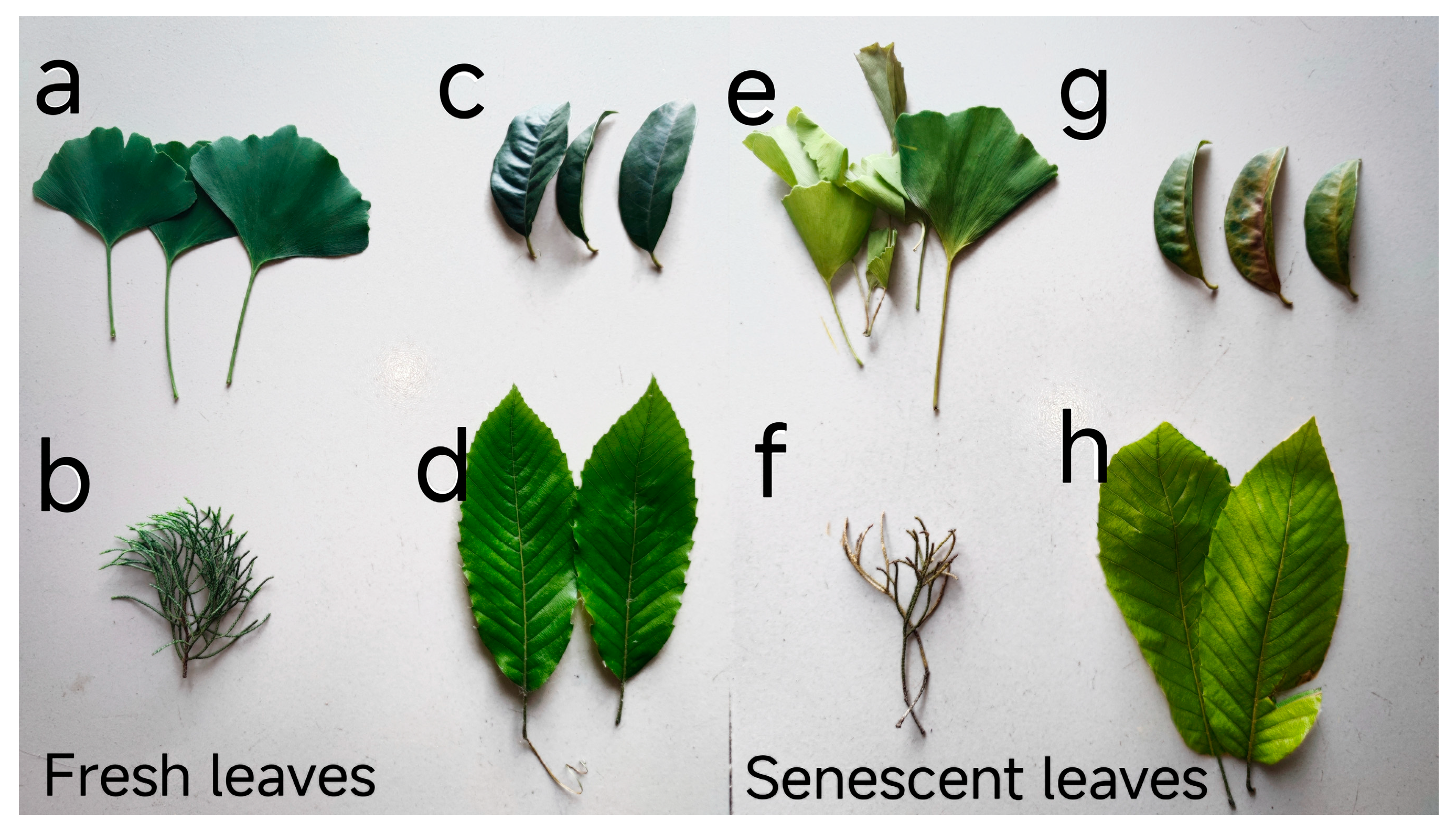 Horticulturae 10 00548 g001