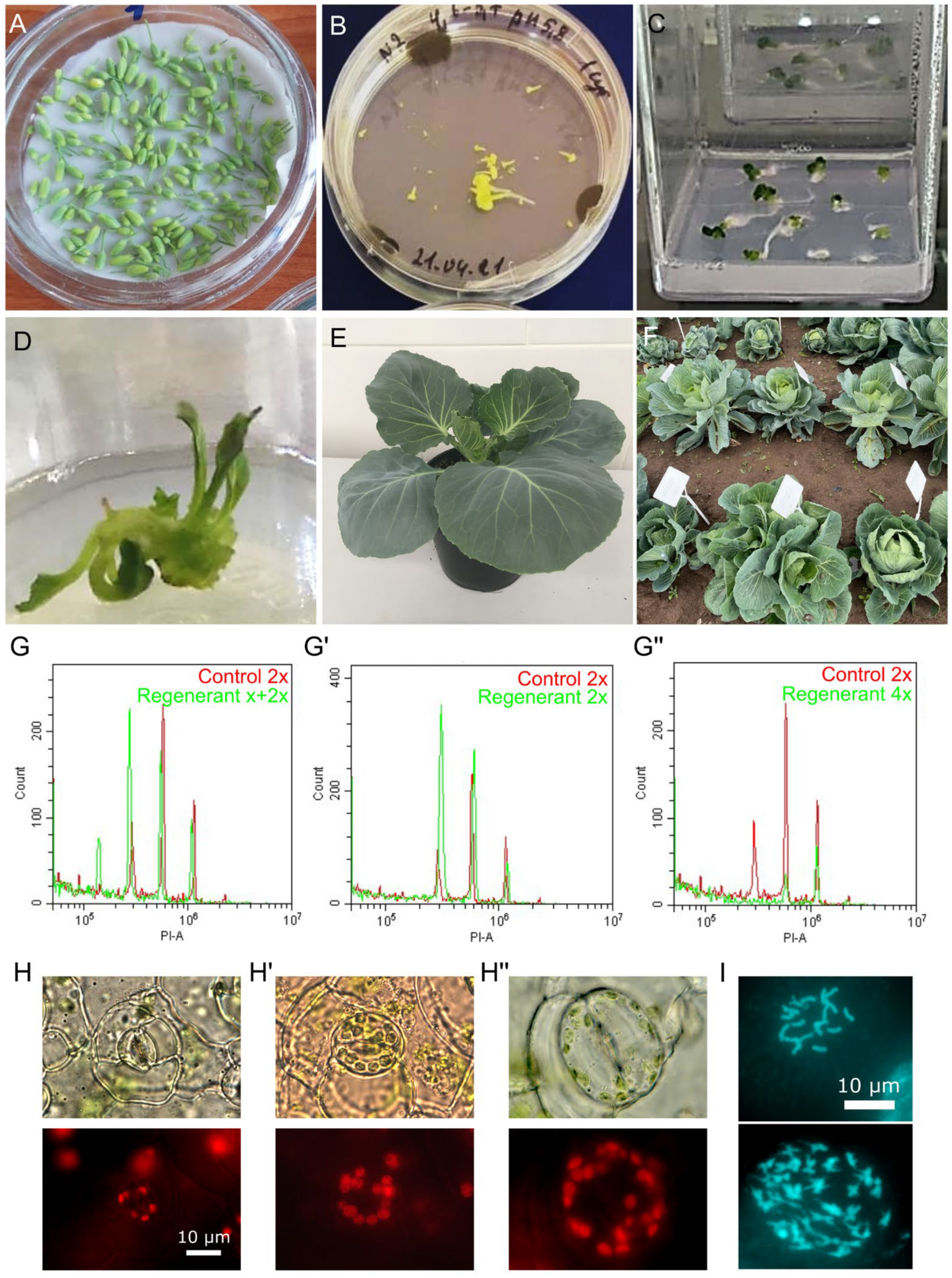 Horticulturae 10 00551 g001 Horticulturae 10 00551 g001