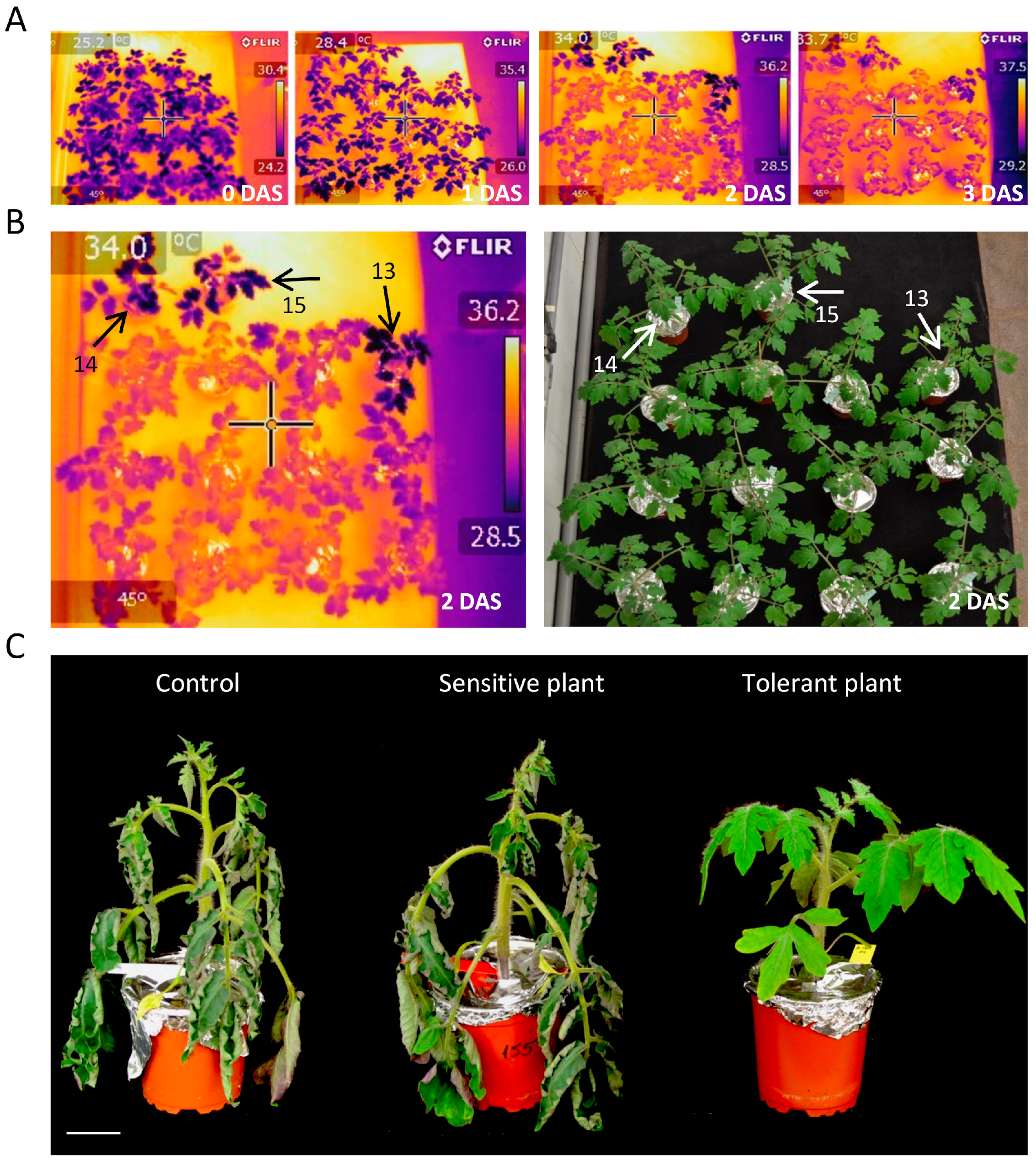 Horticulturae 10 00552 g002