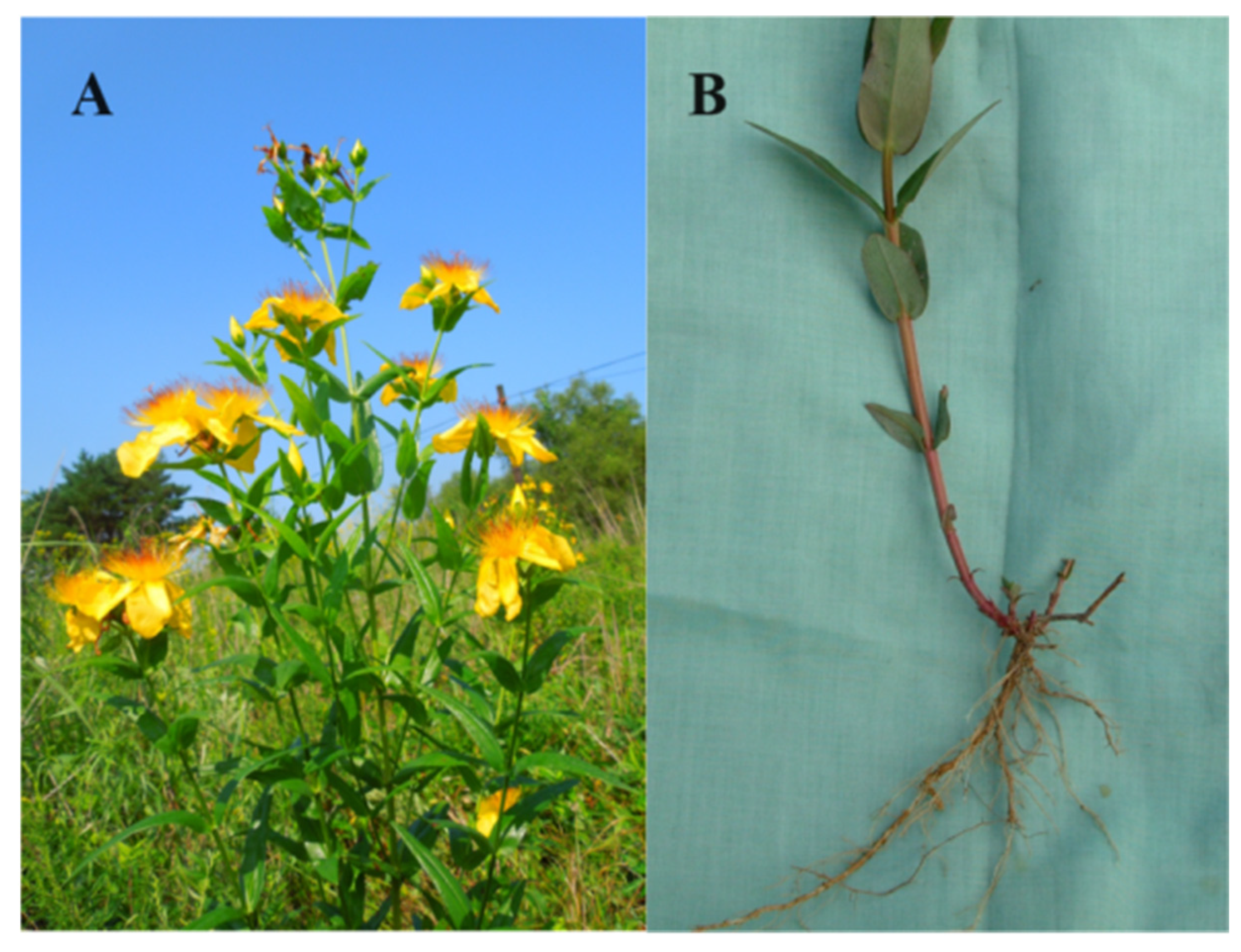 Horticulturae 10 00555 g001