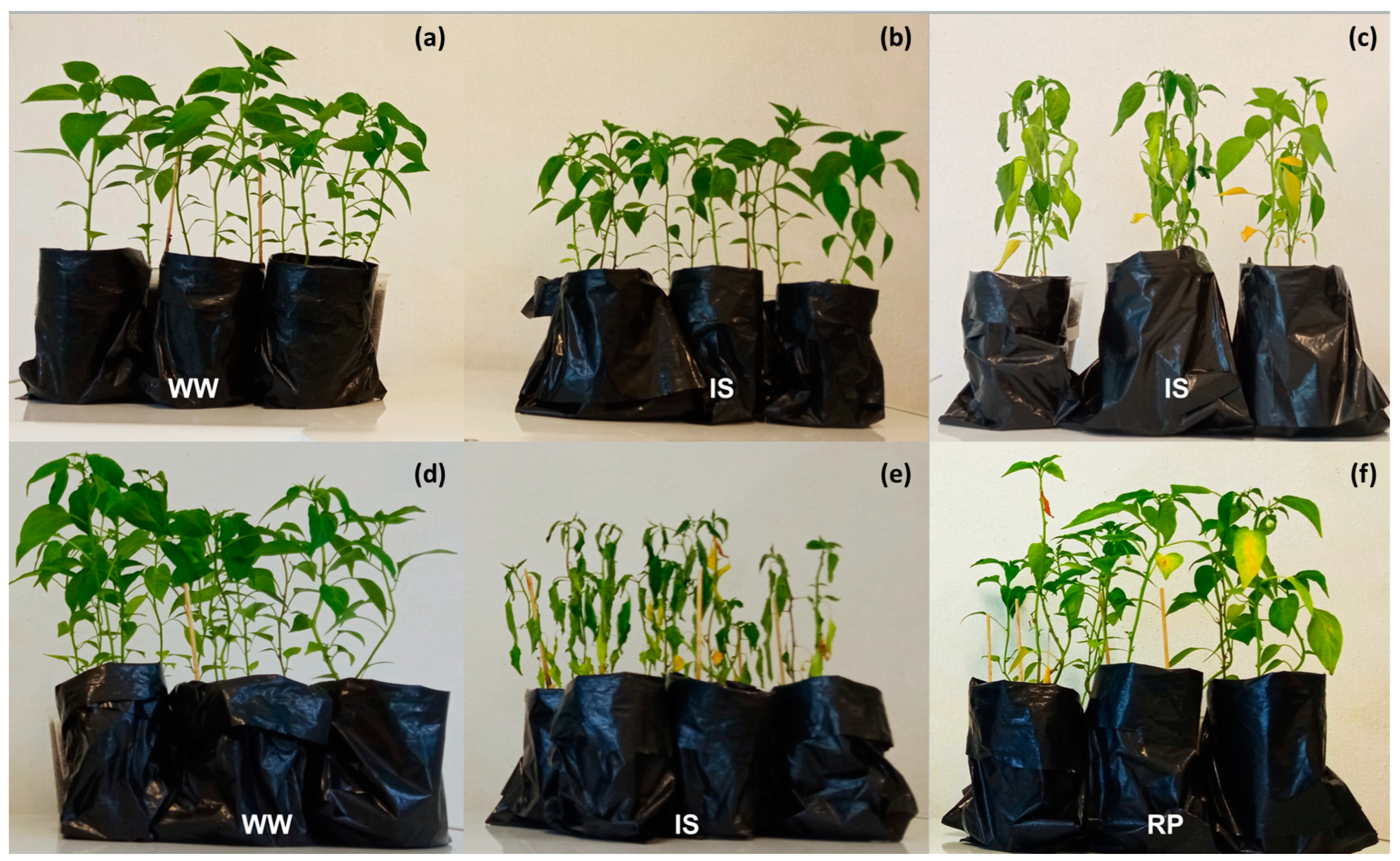 Horticulturae 10 00558 g001