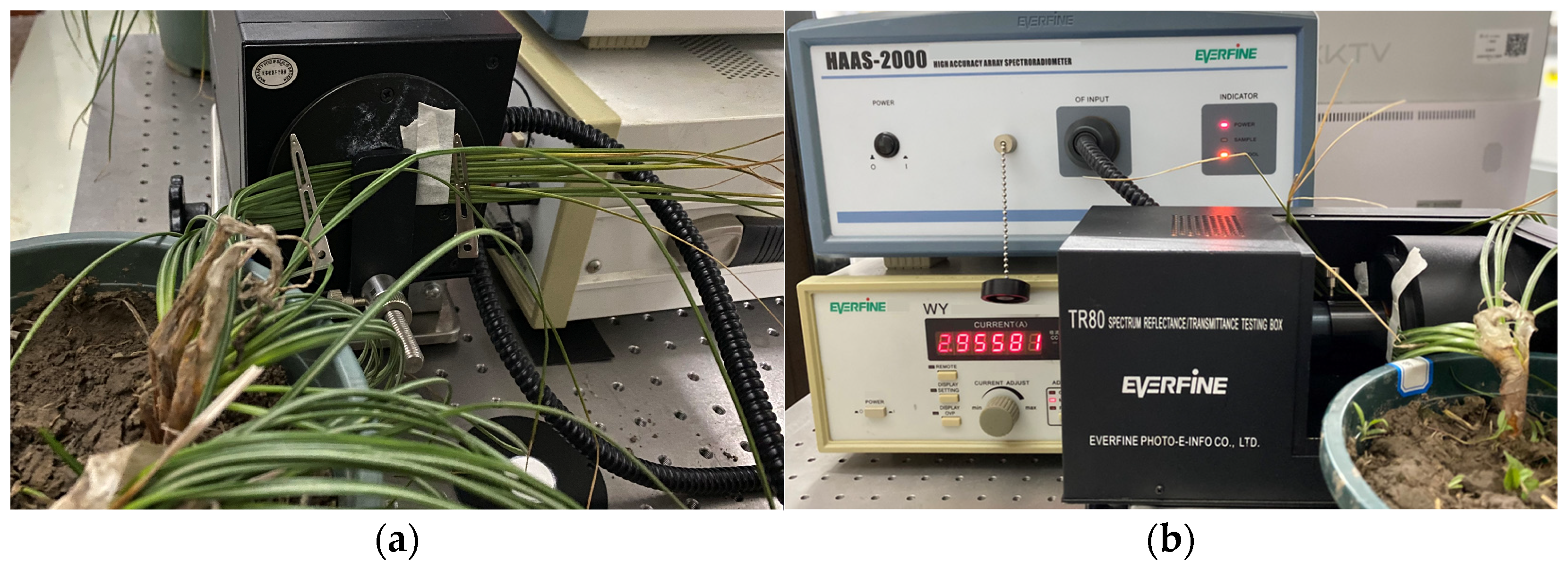 Horticulturae 10 00559 g004