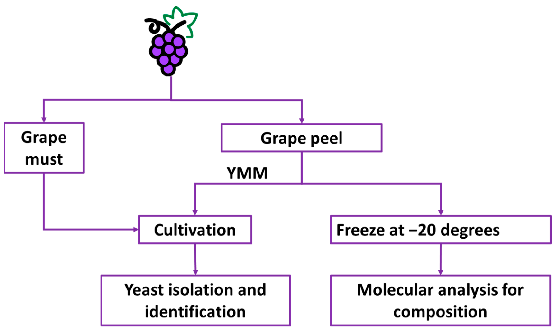 Horticulturae 10 00560 g002
