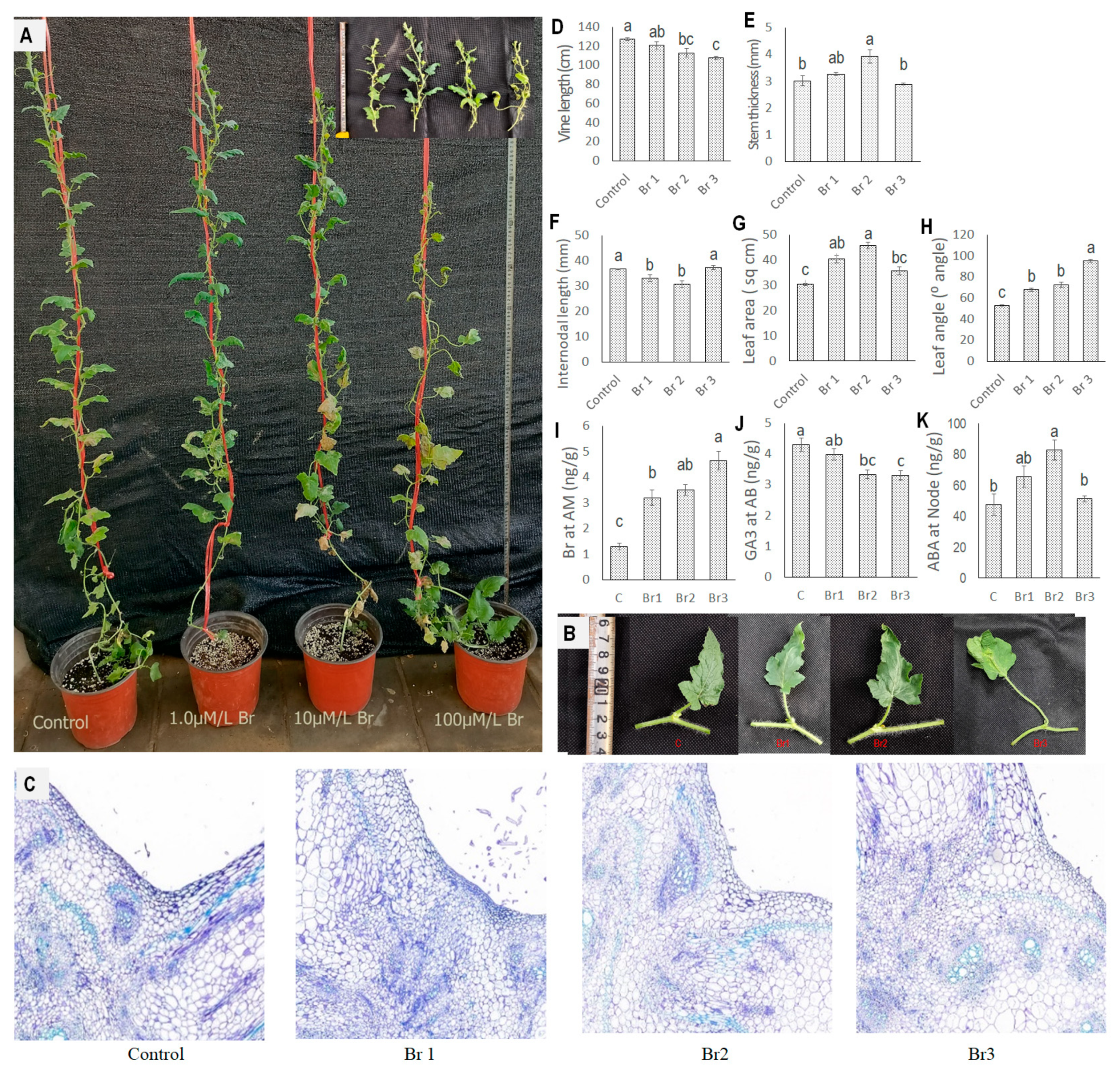 Horticulturae 10 00569 g011