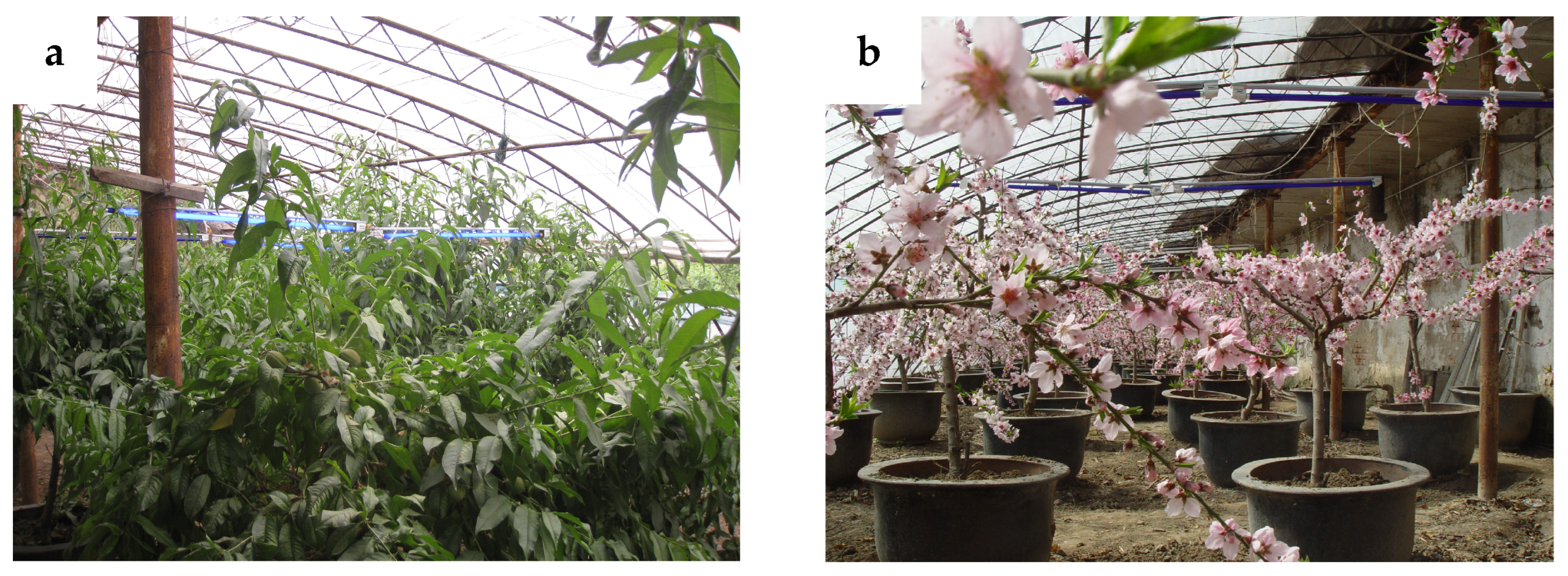 Horticulturae 10 00578 g001a