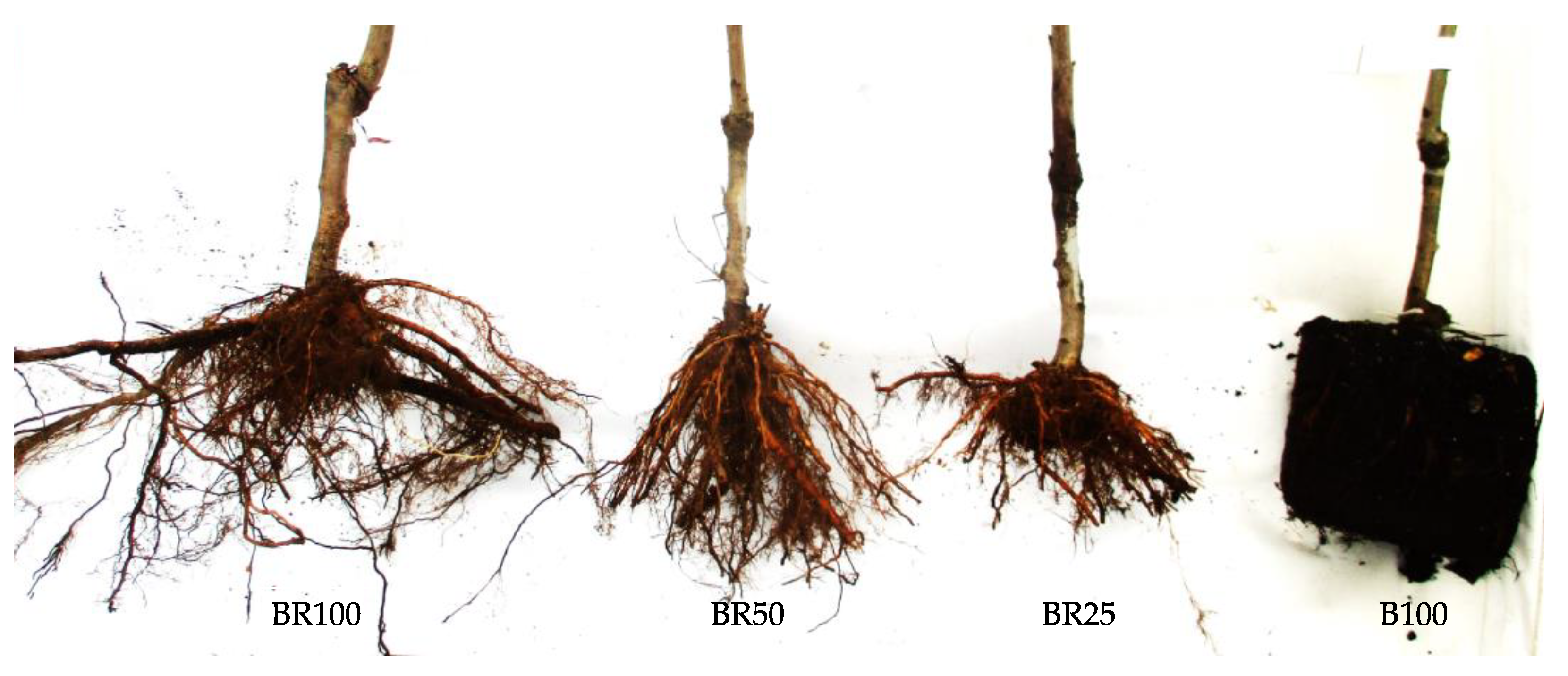 Horticulturae 10 00579 g001