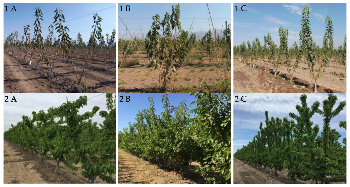 Horticulturae 10 00579 g002