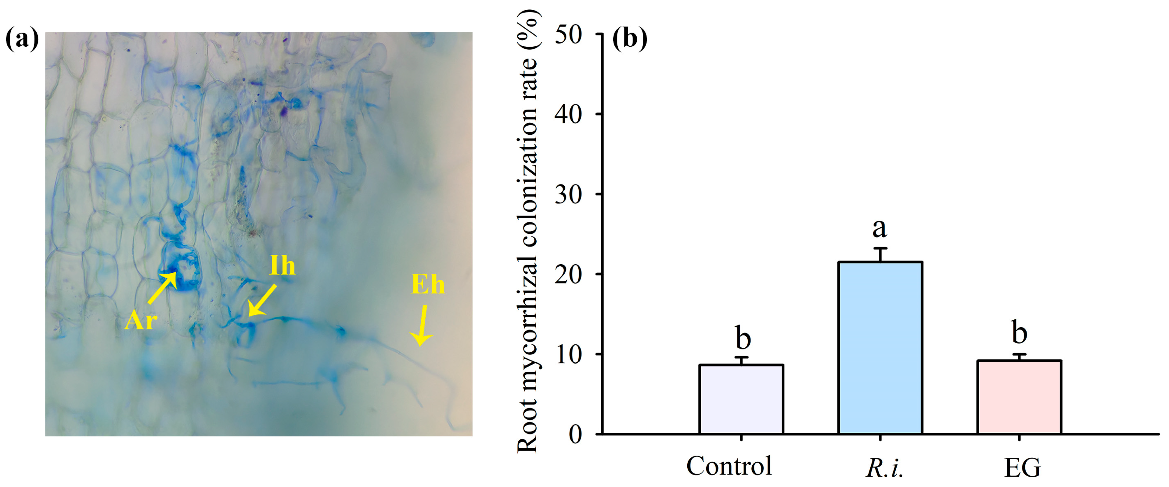 Horticulturae 10 00580 g001
