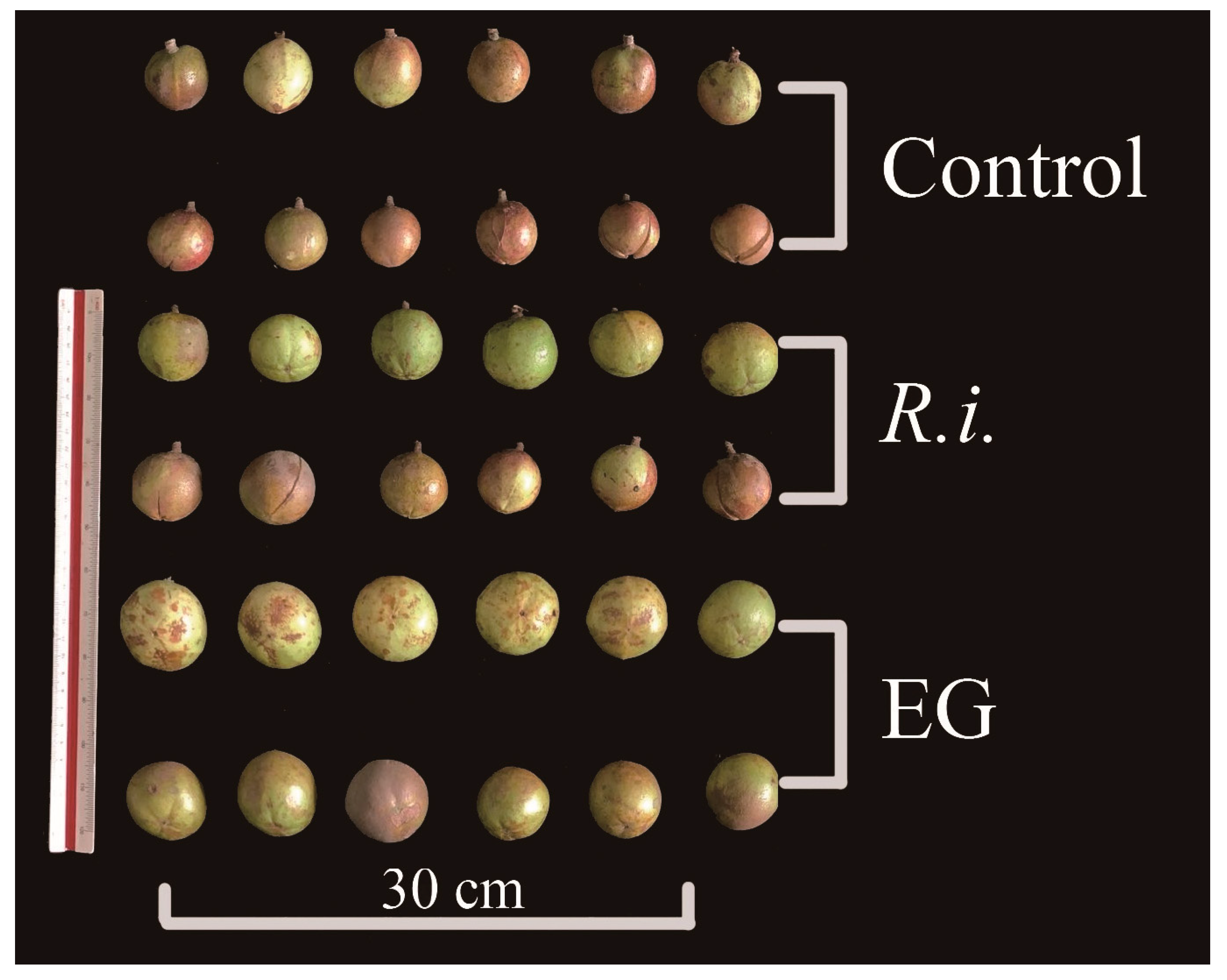 Horticulturae 10 00580 g002