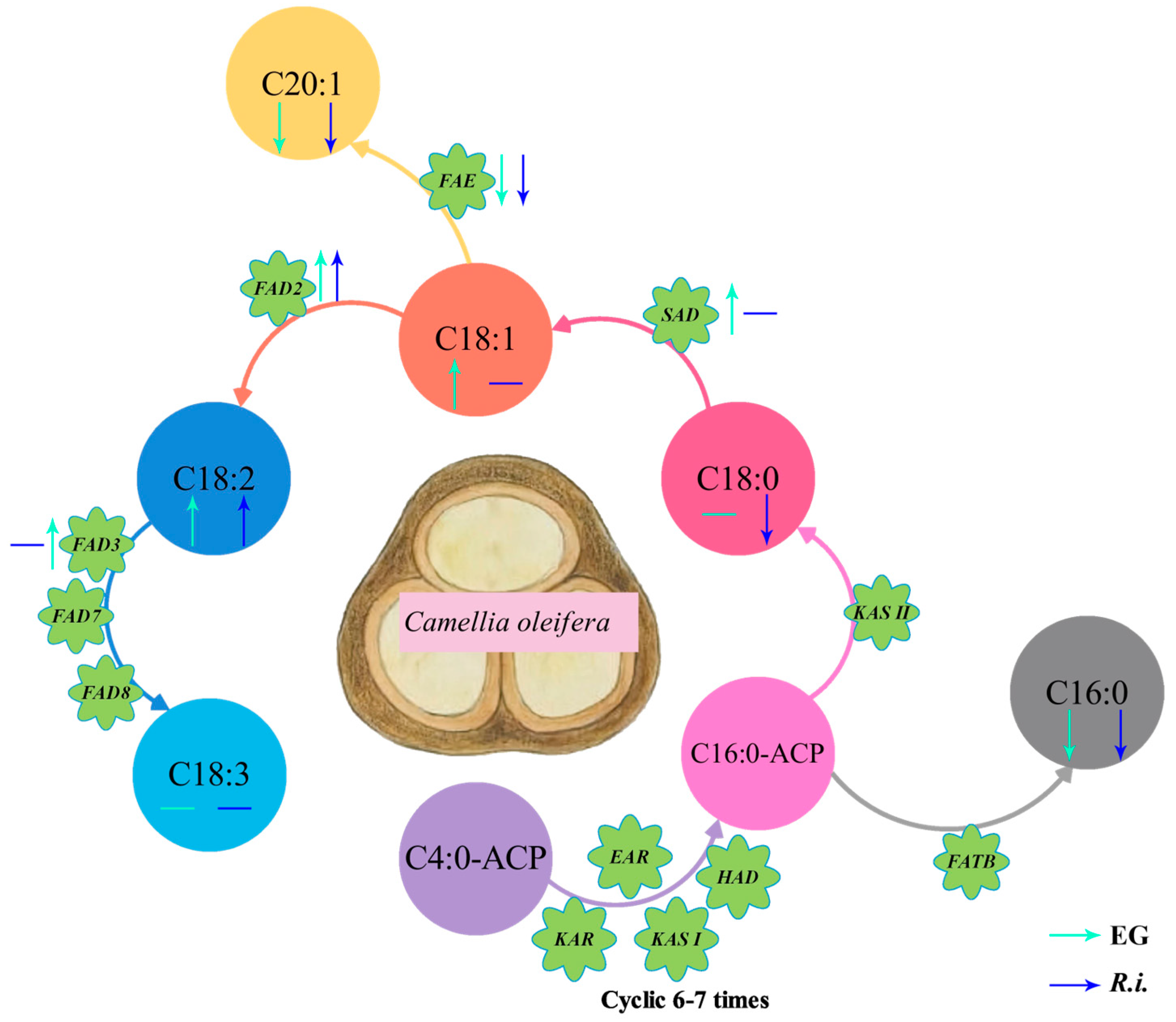 Horticulturae 10 00580 g005