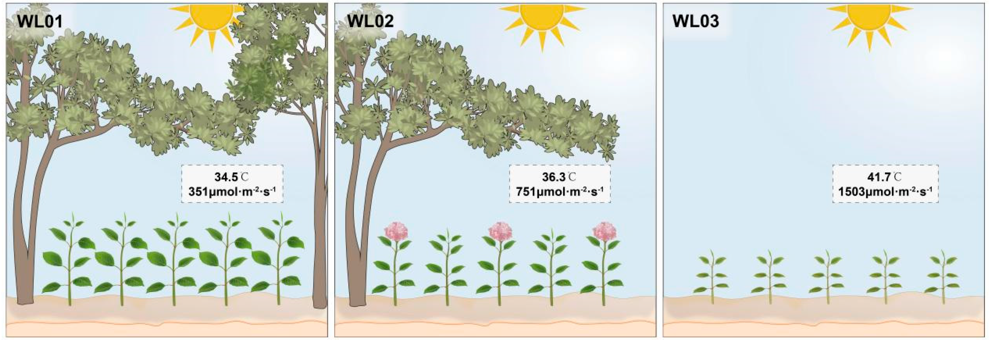 Horticulturae 10 00586 g002