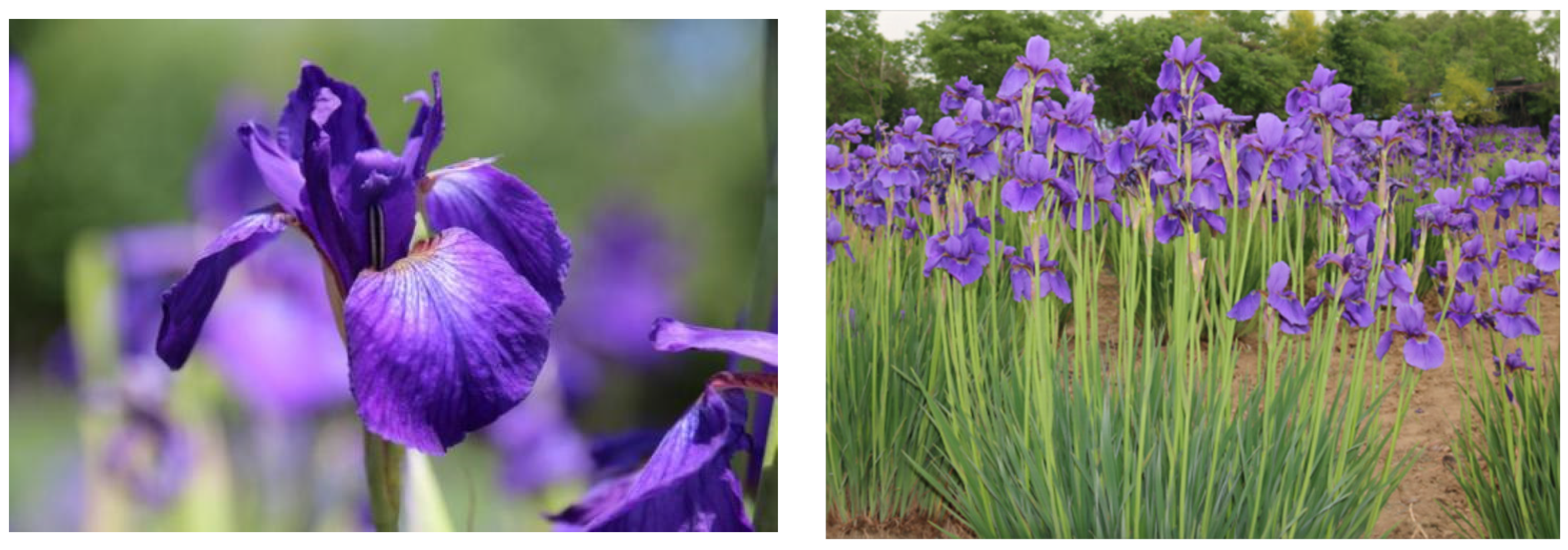 Horticulturae 10 00588 g001