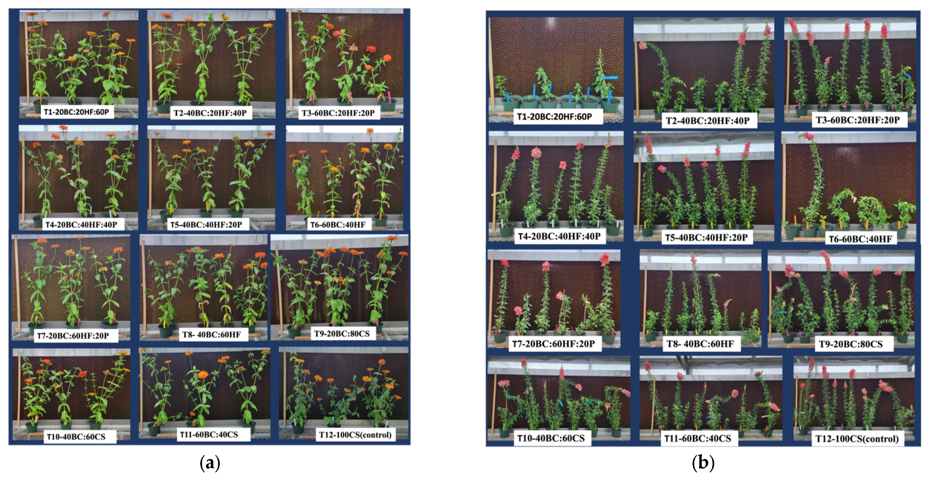 Horticulturae 10 00589 g006