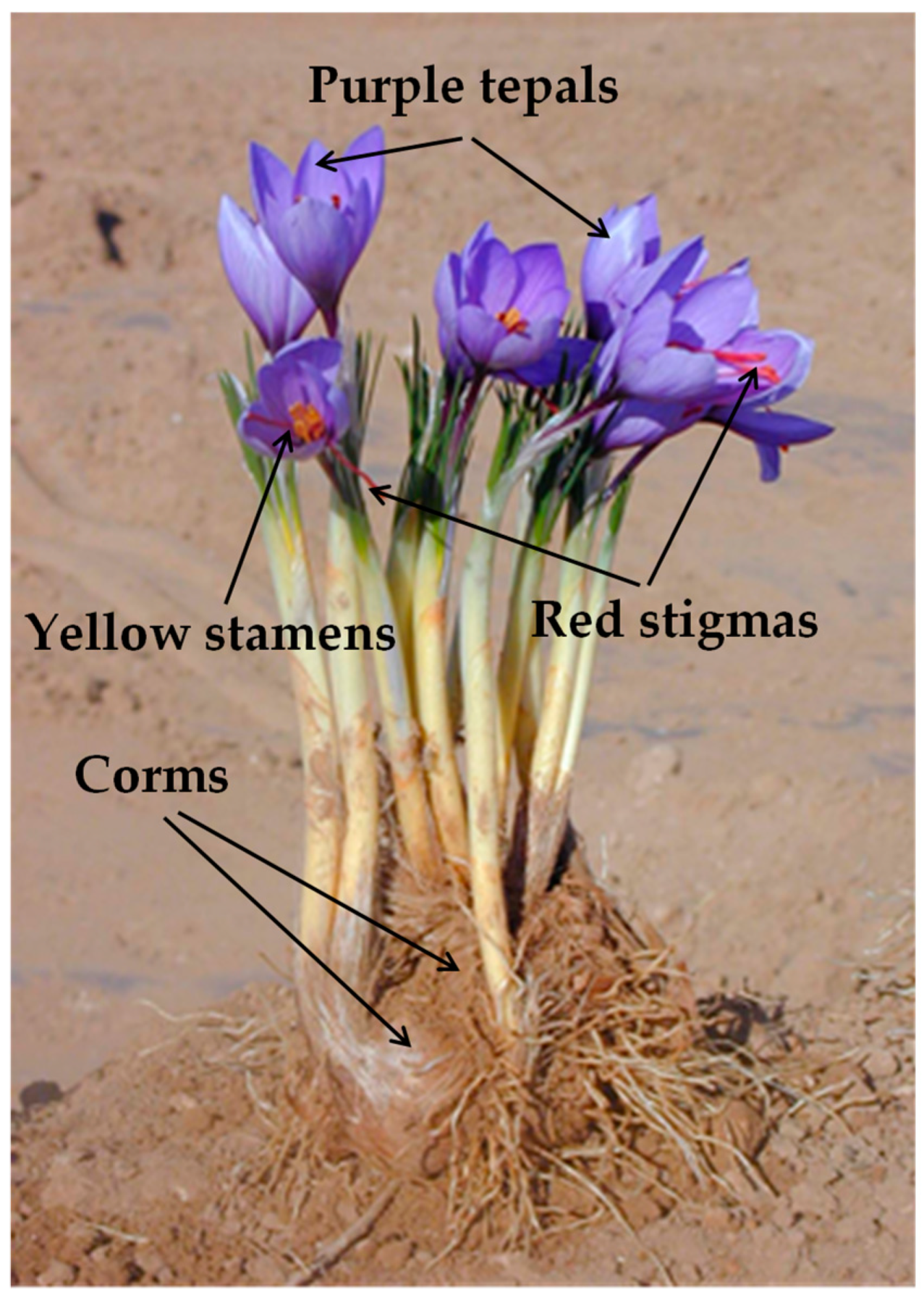 Horticulturae 10 00593 g001